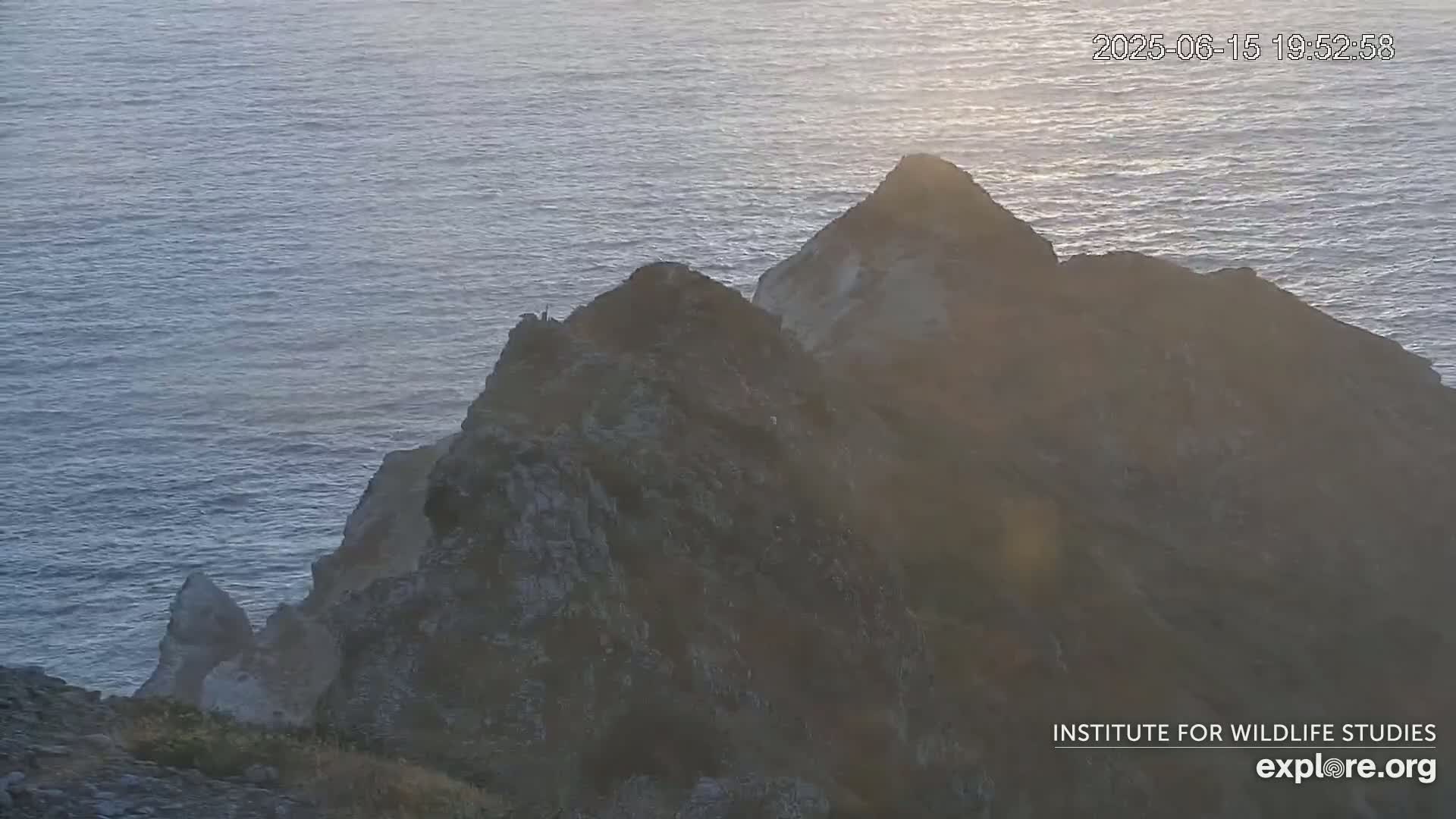 Santa Catalina Island  West End Bald Eagle Wildlife & Pasific View Live Cam - West End, Santa Catalina, Los Angeles, California, USA