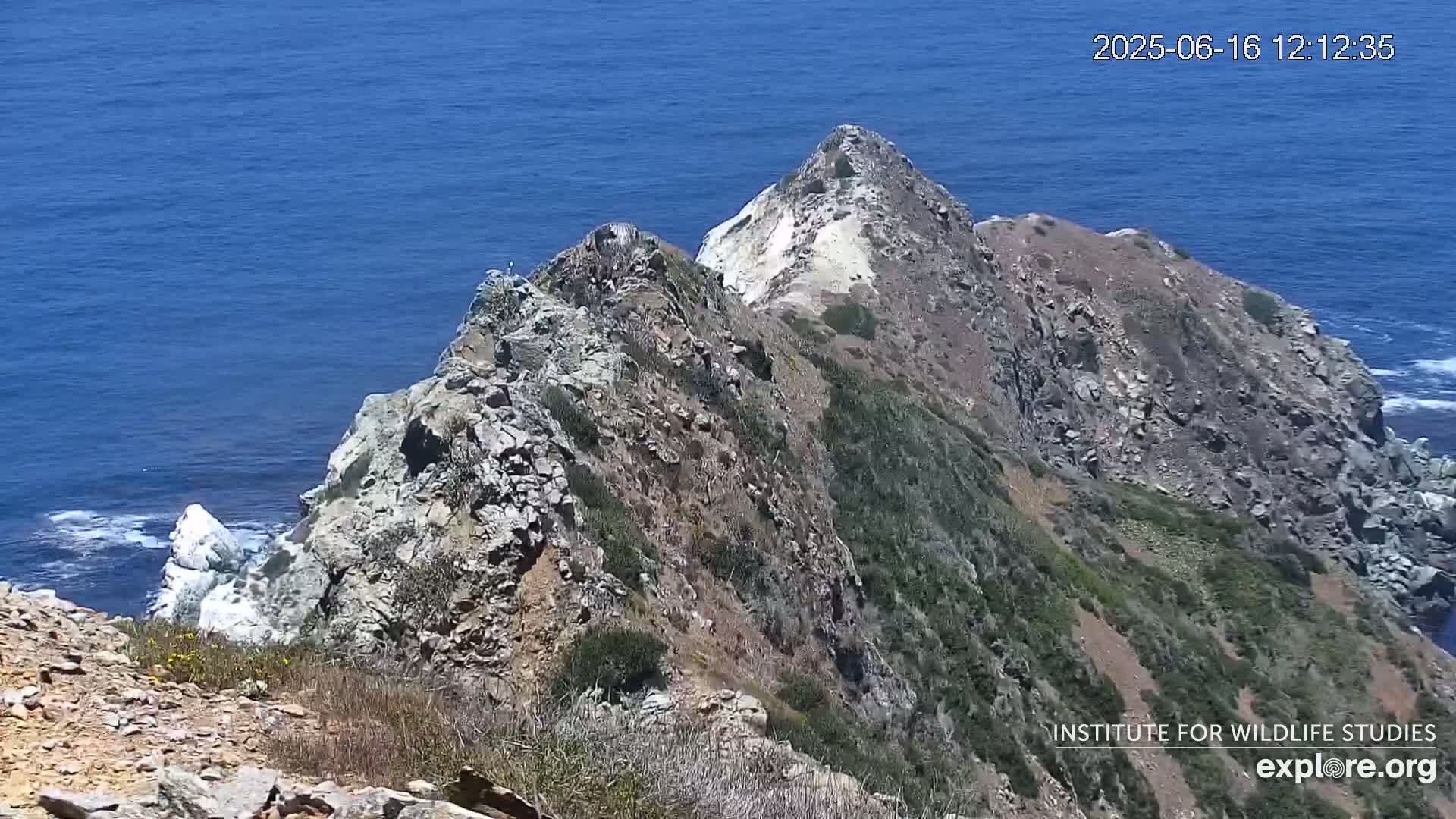 Santa Catalina Island  West End Bald Eagle Wildlife & Pasific View Live Cam - West End, Santa Catalina, Los Angeles, California, USA