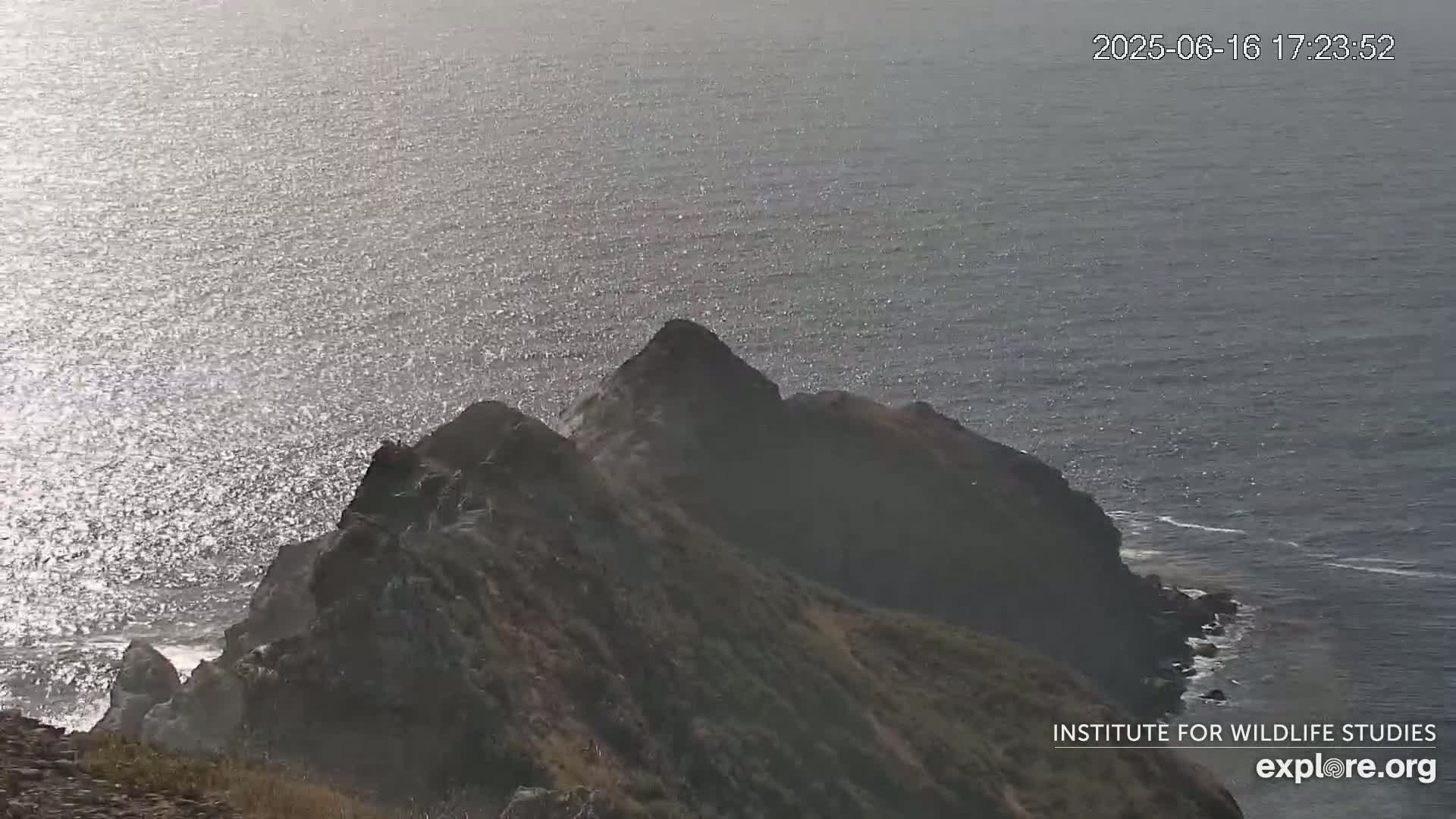 Santa Catalina Island  West End Bald Eagle Wildlife & Pasific View Live Cam - West End, Santa Catalina, Los Angeles, California, USA