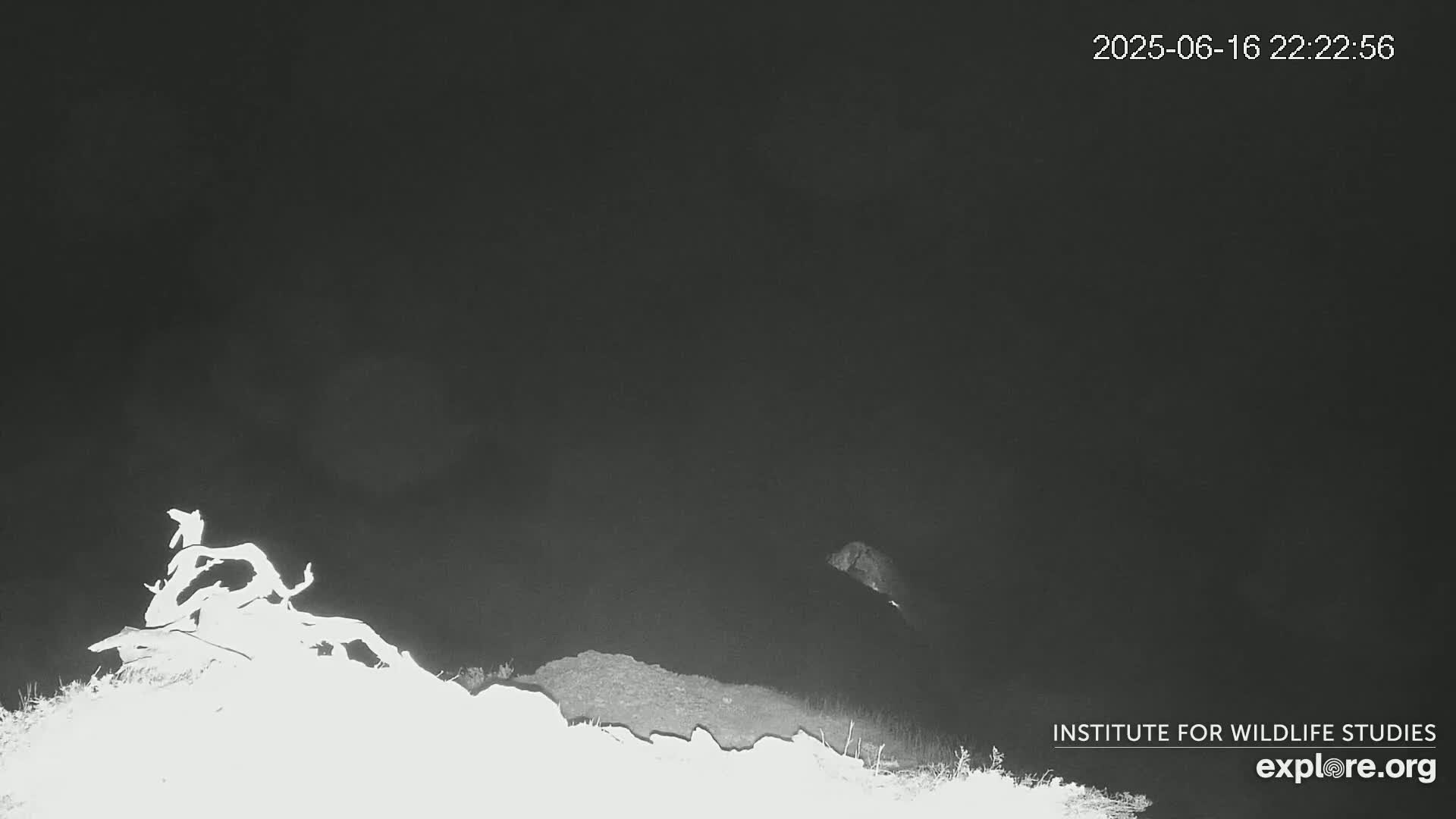 Santa Catalina Island  West End Bald Eagle Wildlife & Pasific View Live Cam - West End, Santa Catalina, Los Angeles, California, USA