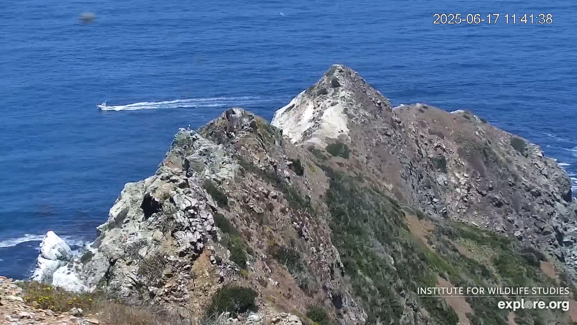 A boat leaves a white wake in a calm blue ocean near a rocky, vegetation-covered cliff on a sunny day.