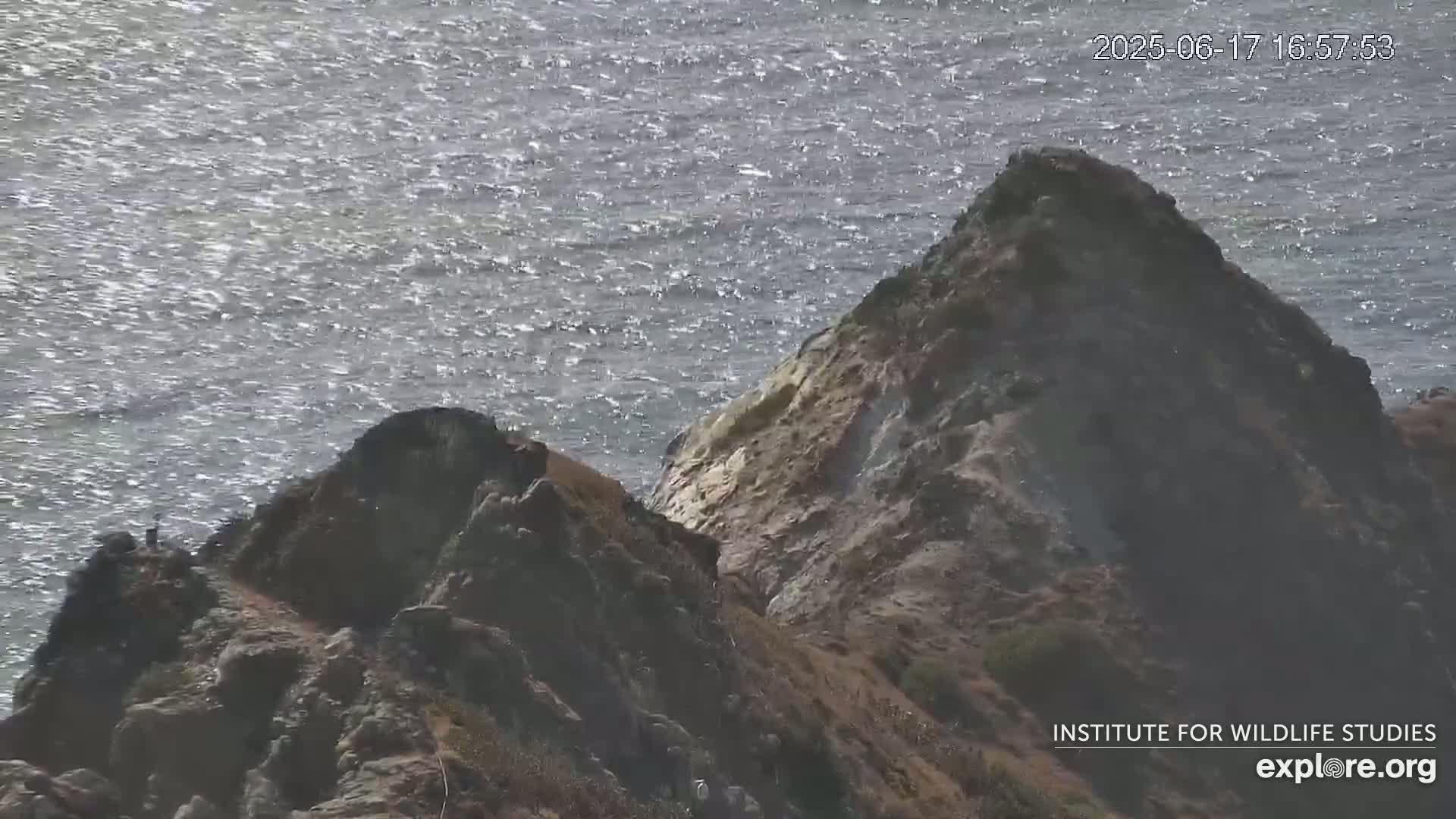 Santa Catalina Island  West End Bald Eagle Wildlife & Pasific View Live Cam - West End, Santa Catalina, Los Angeles, California, USA