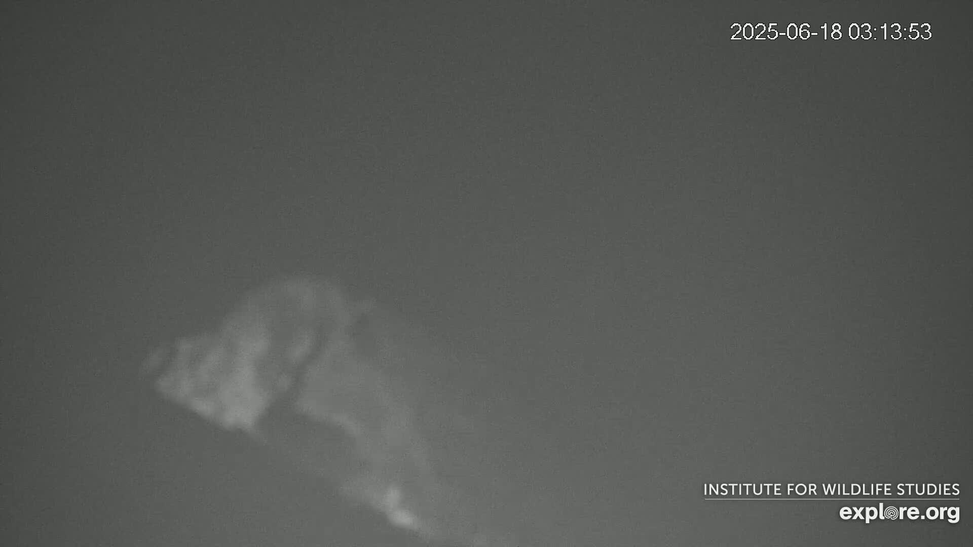 A blurry, light-colored, indistinct shape is visible against a dark gray background under nighttime conditions.