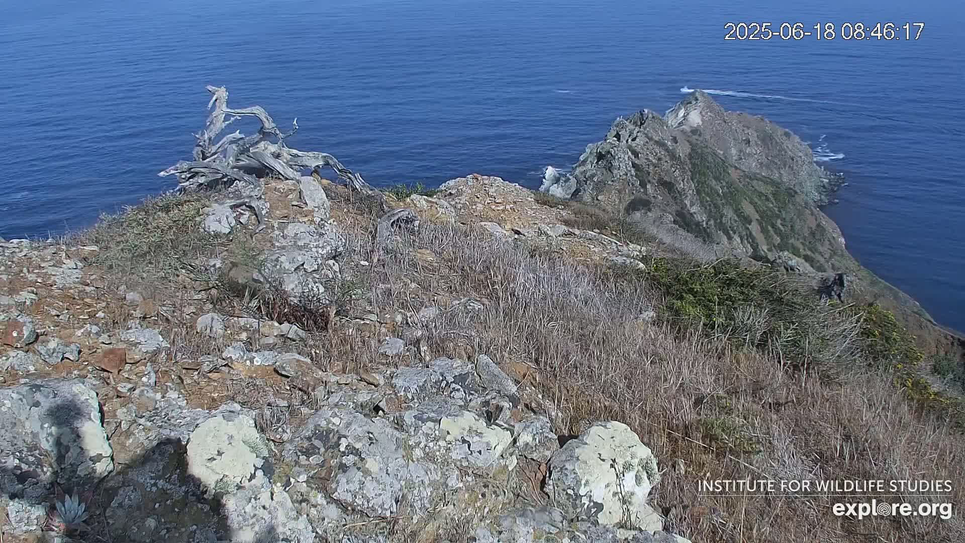 A rocky, dry hillside overlooking a blue ocean on a sunny day, with a piece of driftwood near the foreground.
