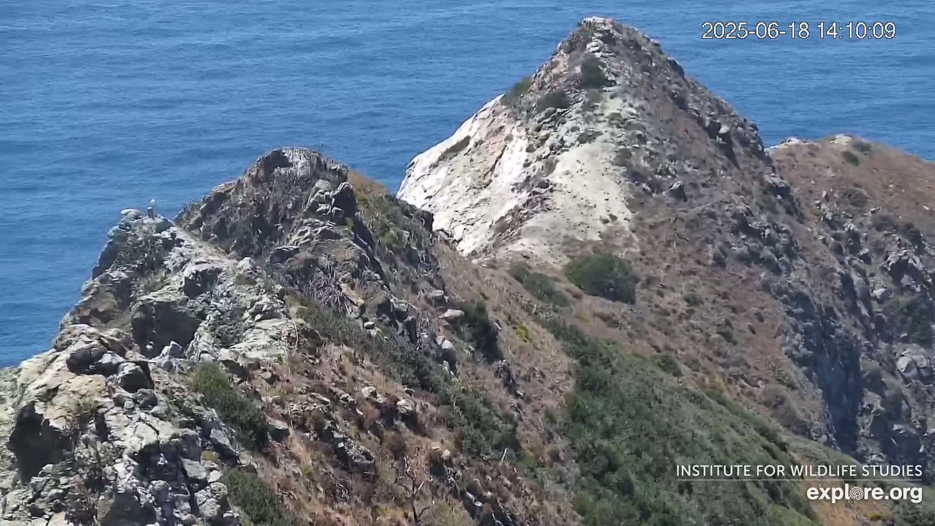 Santa Catalina Island  West End Bald Eagle Wildlife & Pasific View Live Cam - West End, Santa Catalina, Los Angeles, California, USA