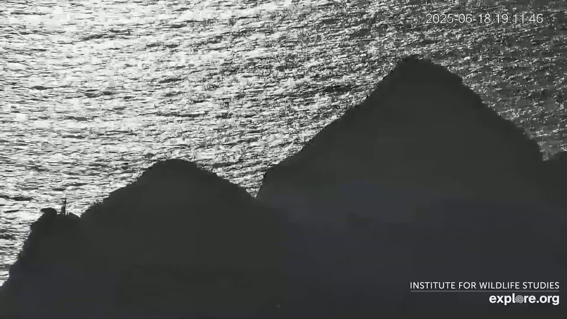 Santa Catalina Island  West End Bald Eagle Wildlife & Pasific View Live Cam - West End, Santa Catalina, Los Angeles, California, USA