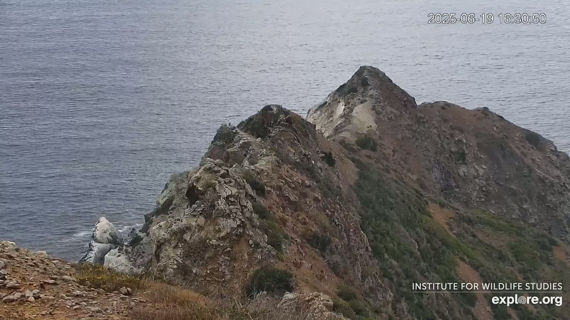 Santa Catalina Island  West End Bald Eagle Wildlife & Pasific View Live Cam - West End, Santa Catalina, Los Angeles, California, USA