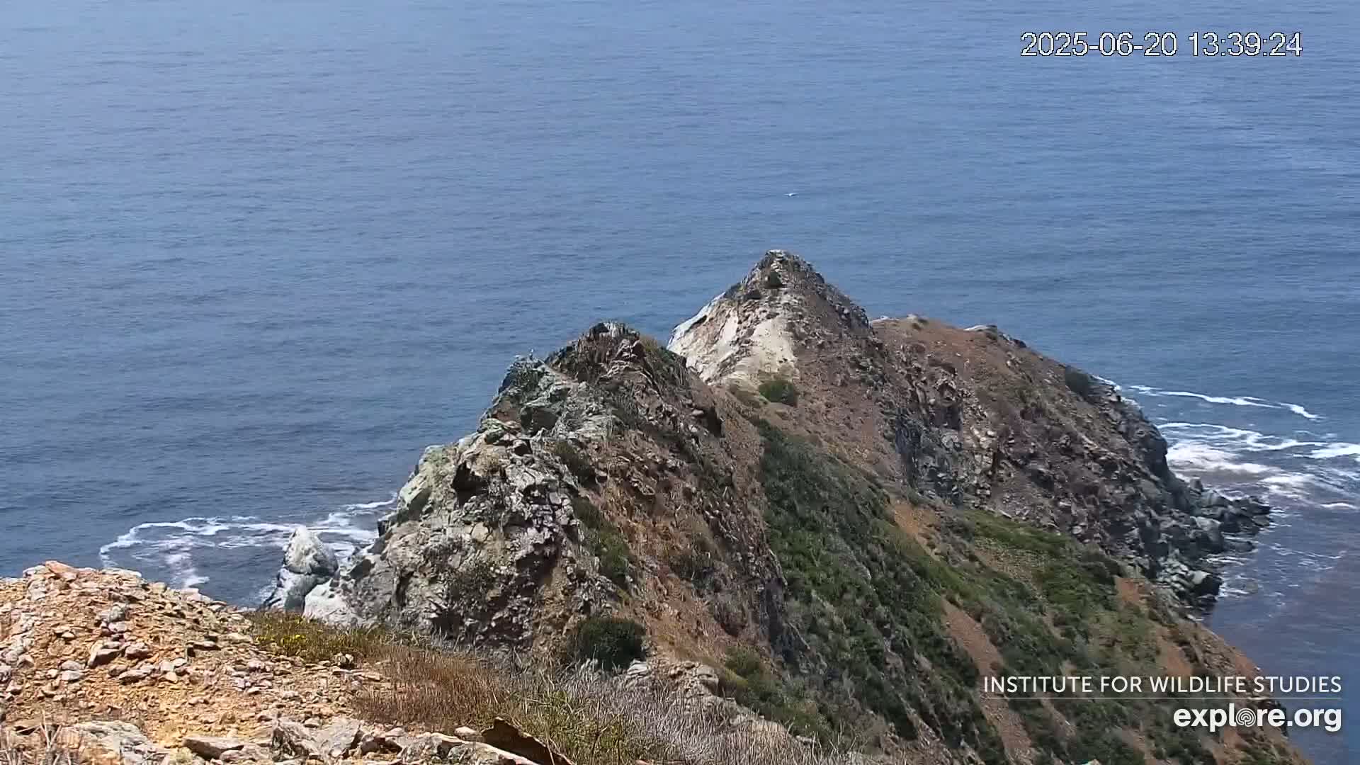 Santa Catalina Island  West End Bald Eagle Wildlife & Pasific View Live Cam - West End, Santa Catalina, Los Angeles, California, USA