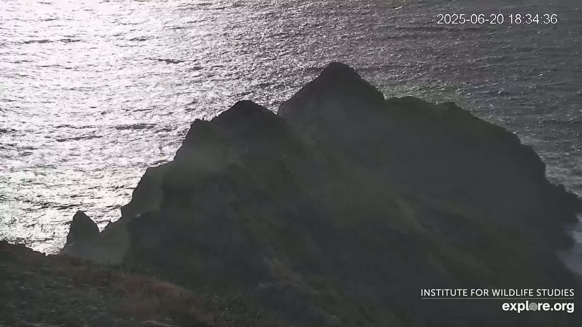 Santa Catalina Island  West End Bald Eagle Wildlife & Pasific View Live Cam - West End, Santa Catalina, Los Angeles, California, USA