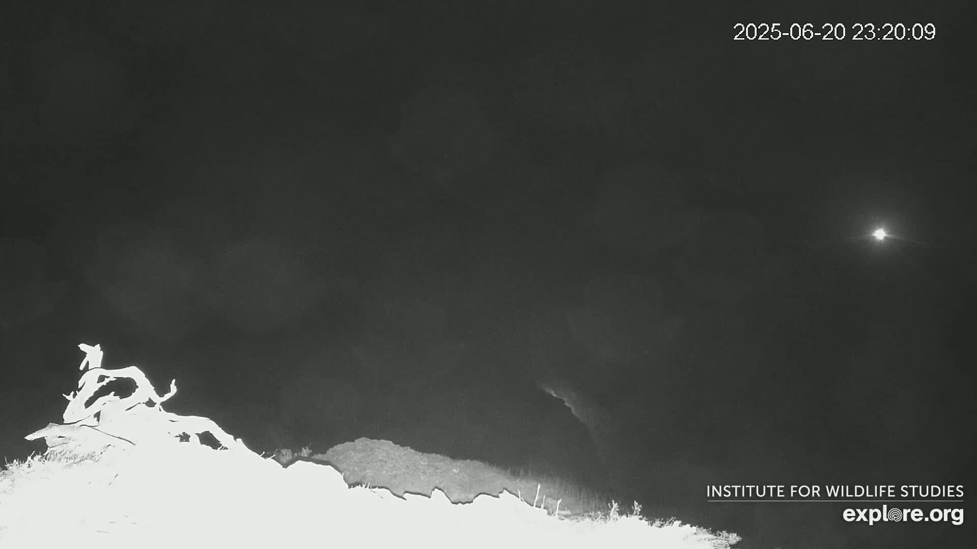 Santa Catalina Island  West End Bald Eagle Wildlife & Pasific View Live Cam - West End, Santa Catalina, Los Angeles, California, USA