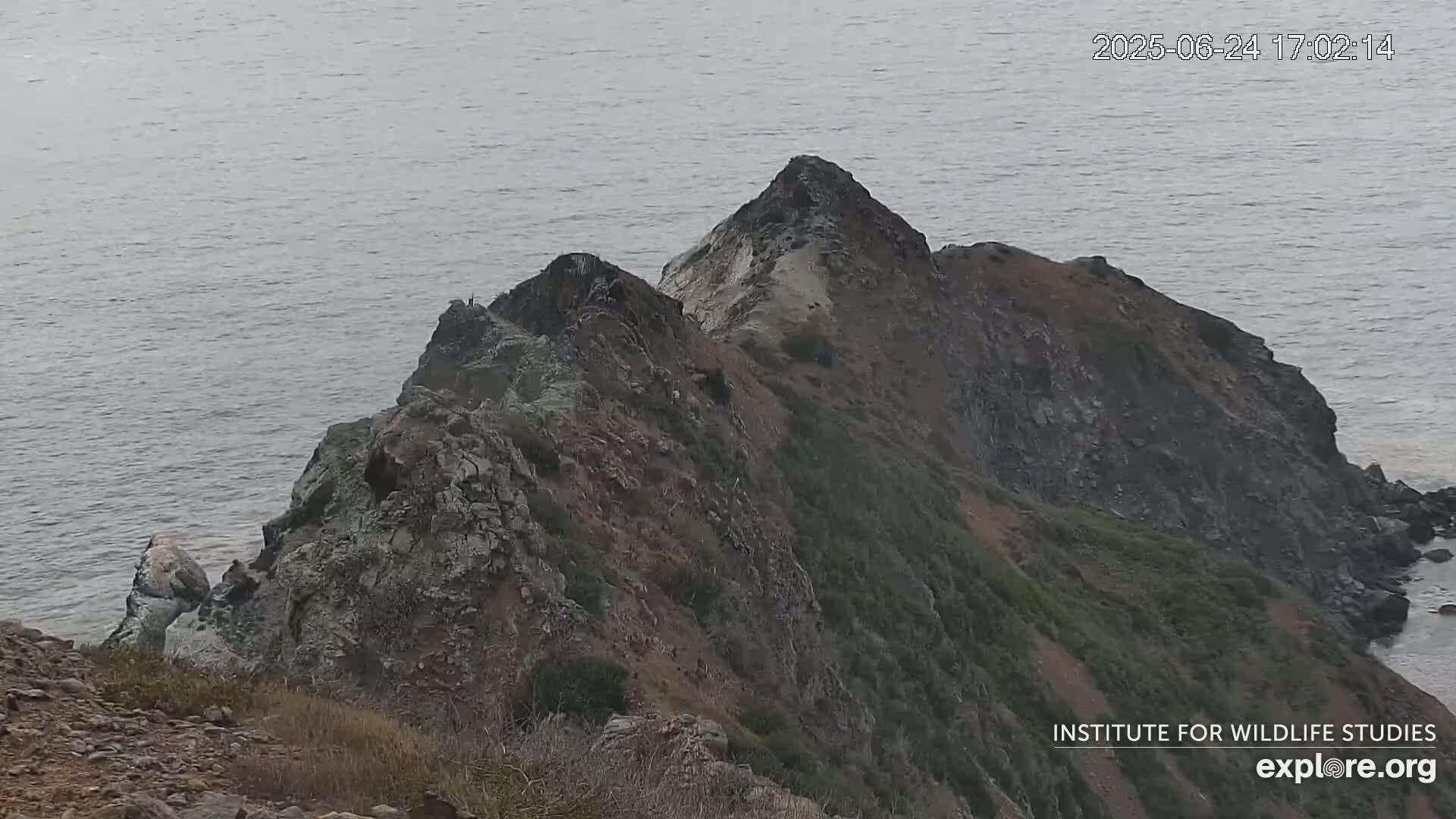 Santa Catalina Island  West End Bald Eagle Wildlife & Pasific View Live Cam - West End, Santa Catalina, Los Angeles, California, USA