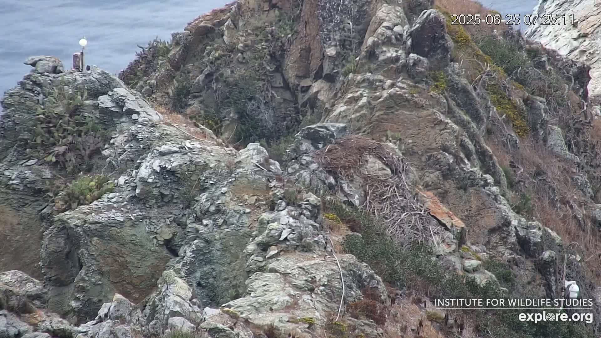 Santa Catalina Island  West End Bald Eagle Wildlife & Pasific View Live Cam - West End, Santa Catalina, Los Angeles, California, USA