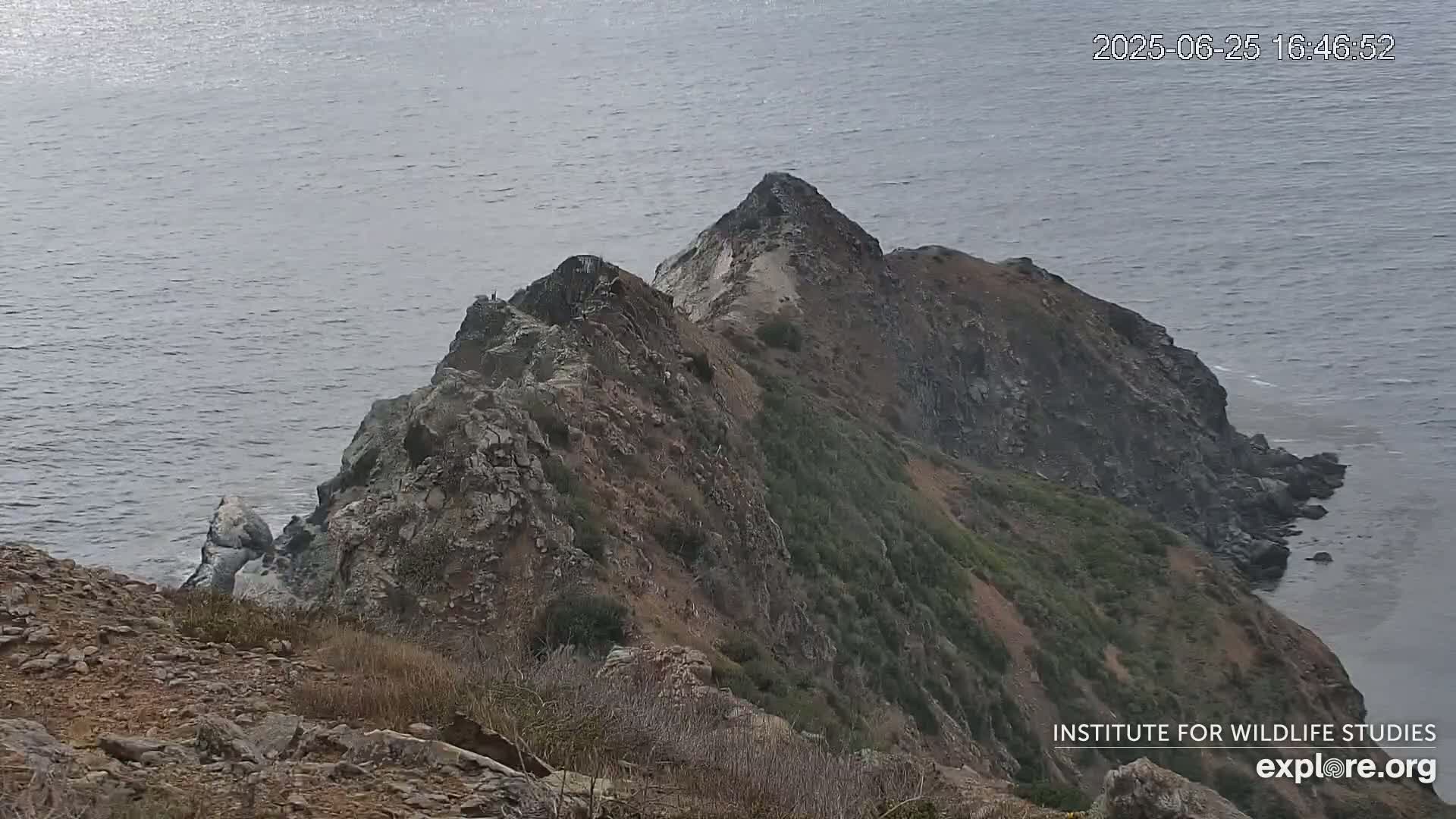 Santa Catalina Island  West End Bald Eagle Wildlife & Pasific View Live Cam - West End, Santa Catalina, Los Angeles, California, USA