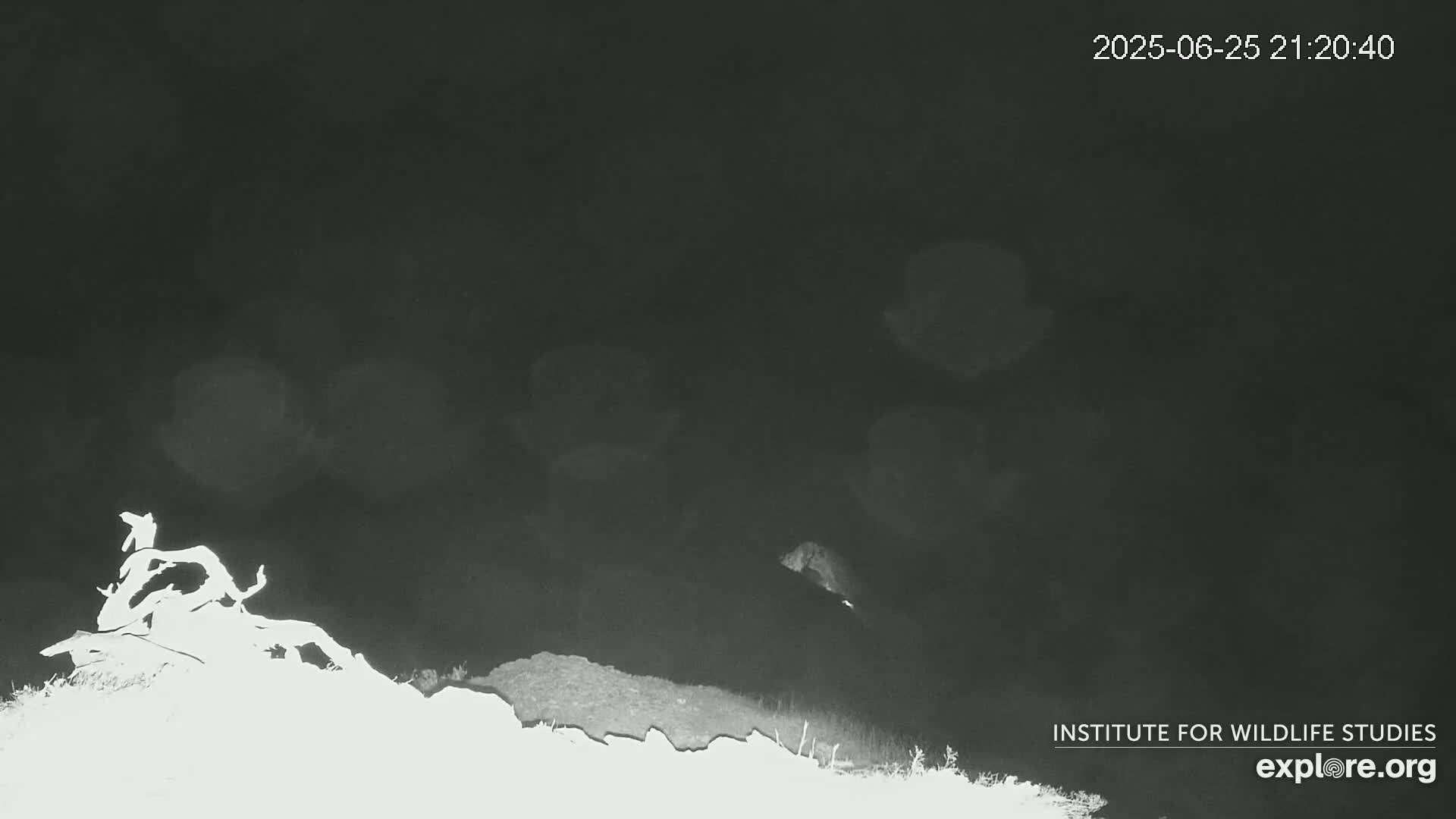 Santa Catalina Island  West End Bald Eagle Wildlife & Pasific View Live Cam - West End, Santa Catalina, Los Angeles, California, USA