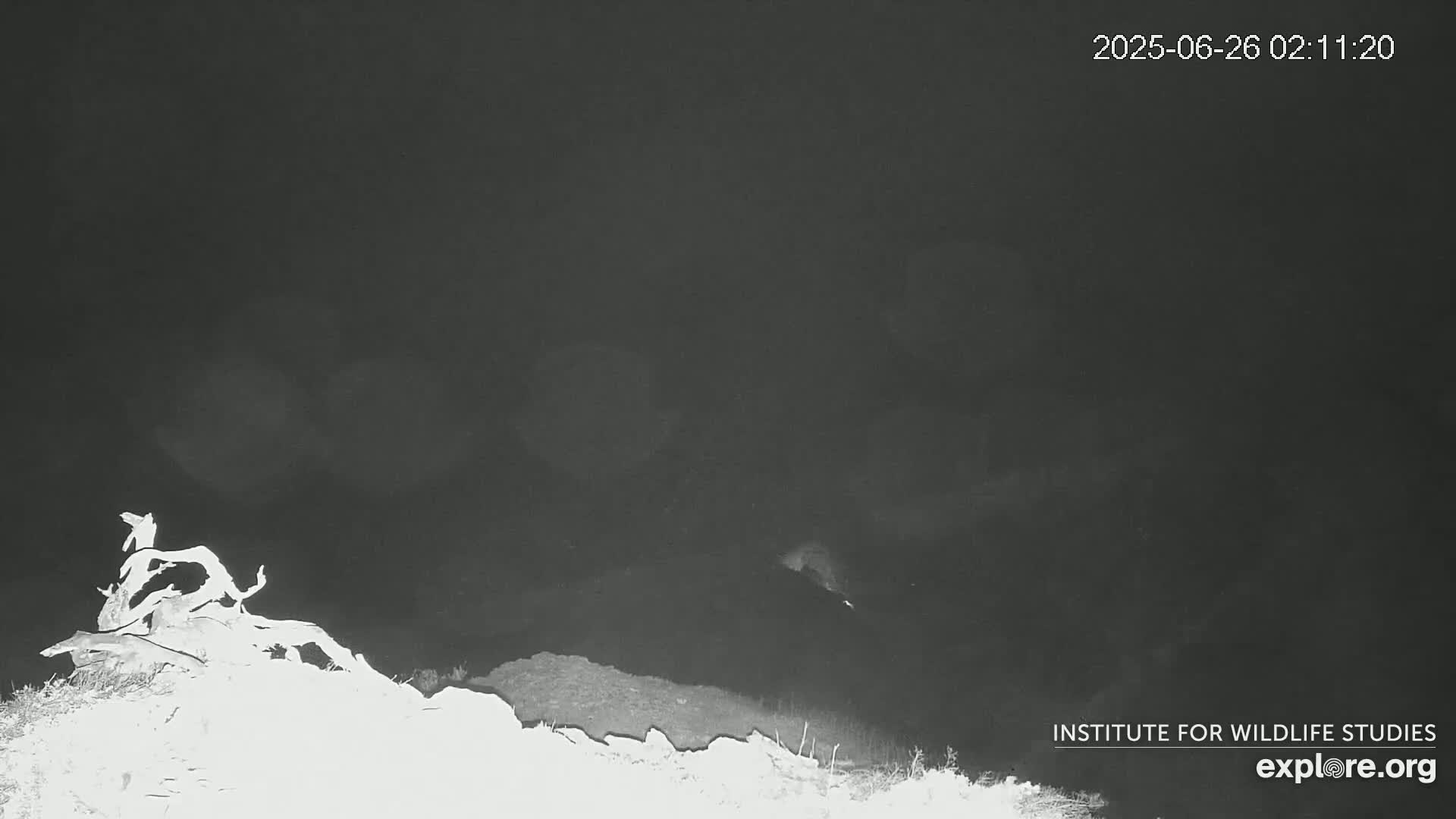 Santa Catalina Island  West End Bald Eagle Wildlife & Pasific View Live Cam - West End, Santa Catalina, Los Angeles, California, USA