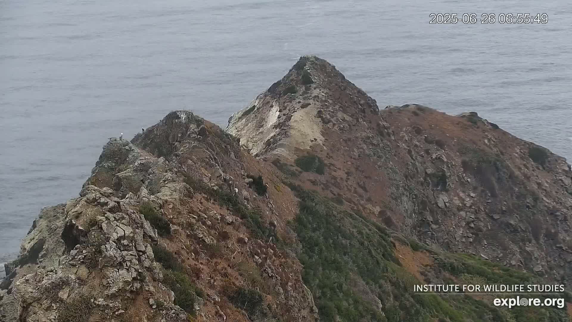 Santa Catalina Island  West End Bald Eagle Wildlife & Pasific View Live Cam - West End, Santa Catalina, Los Angeles, California, USA