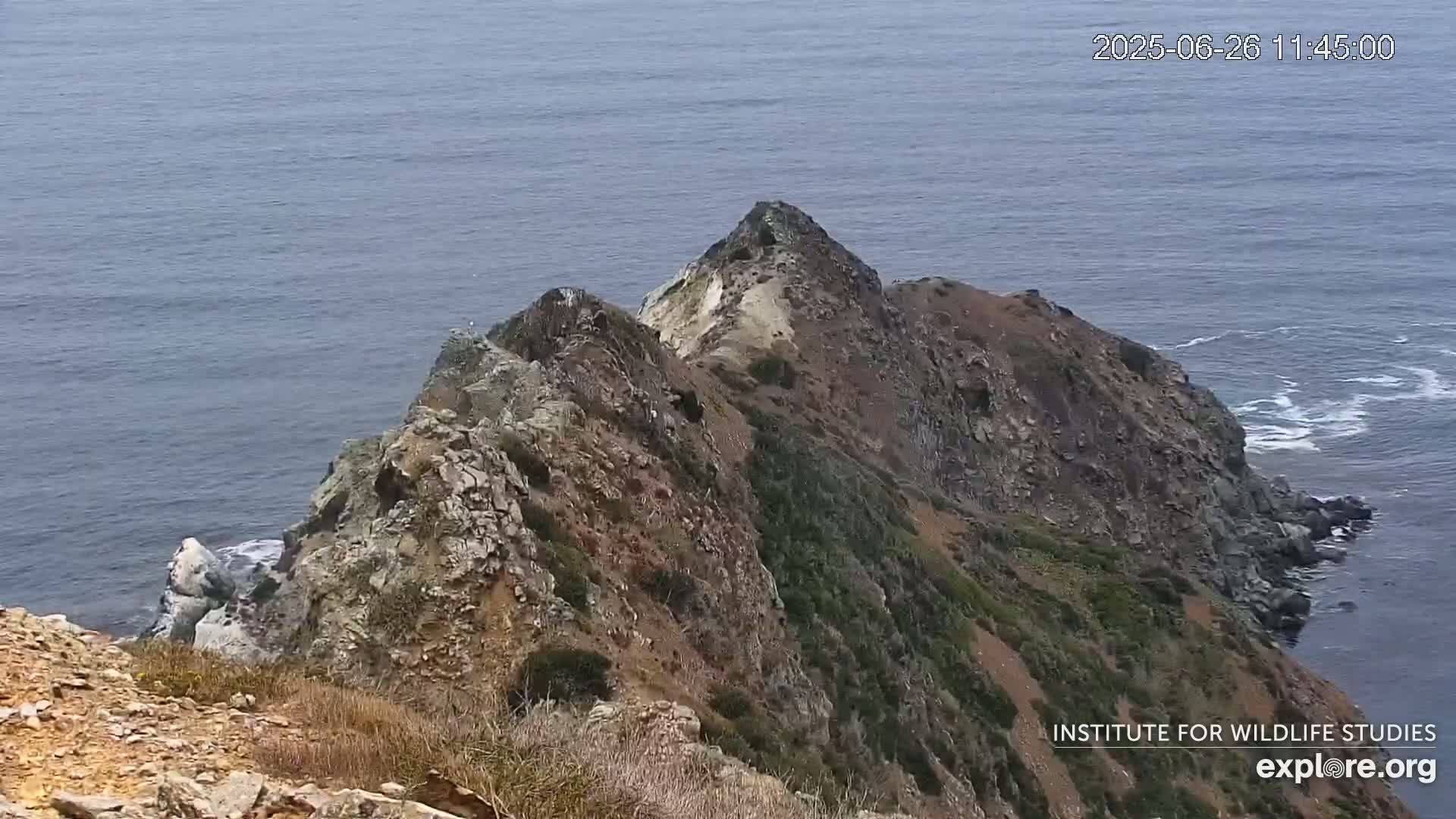 Santa Catalina Island  West End Bald Eagle Wildlife & Pasific View Live Cam - West End, Santa Catalina, Los Angeles, California, USA