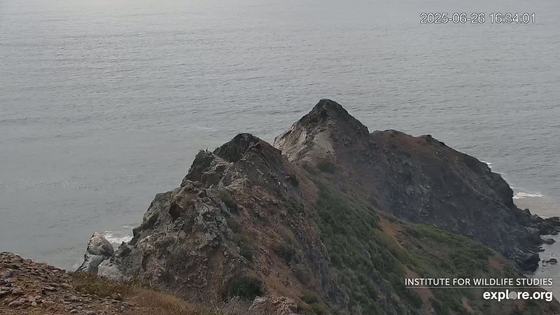 Santa Catalina Island  West End Bald Eagle Wildlife & Pasific View Live Cam - West End, Santa Catalina, Los Angeles, California, USA