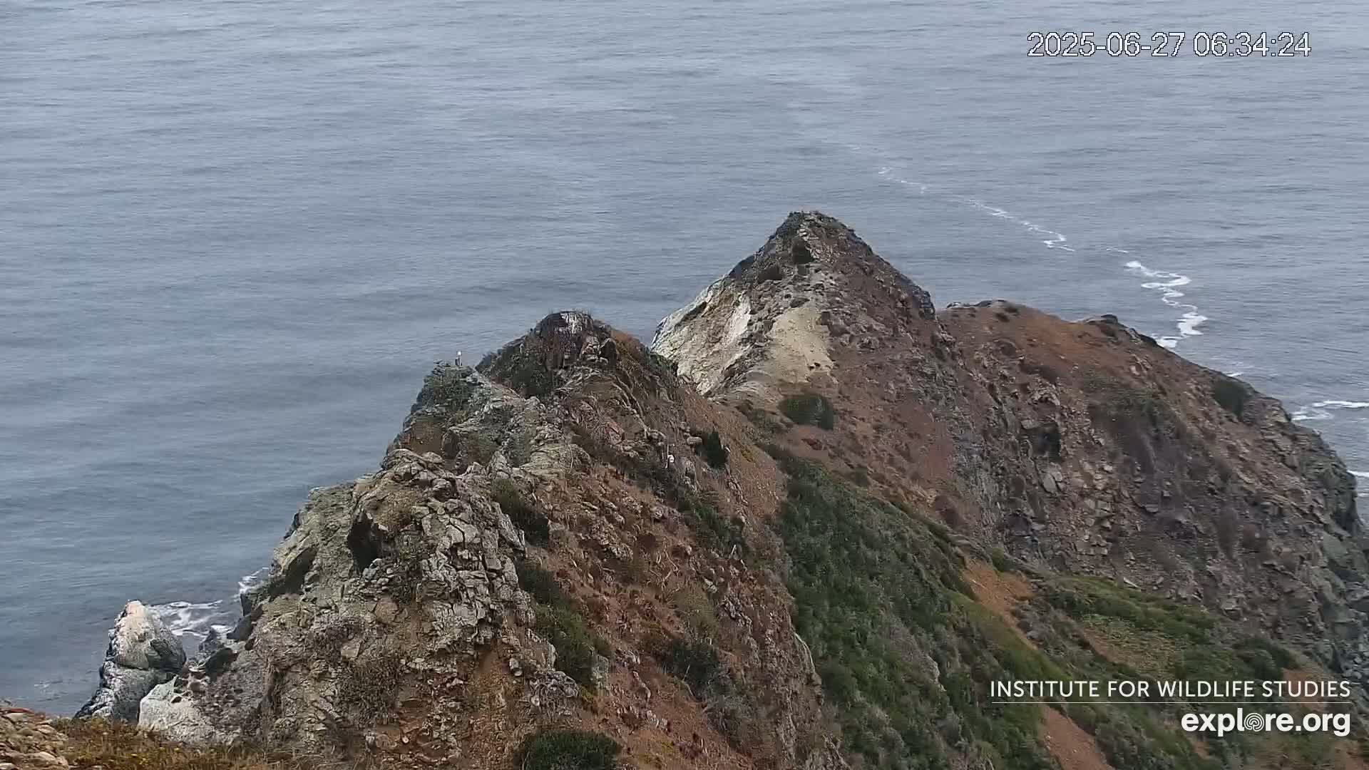 Santa Catalina Island  West End Bald Eagle Wildlife & Pasific View Live Cam - West End, Santa Catalina, Los Angeles, California, USA