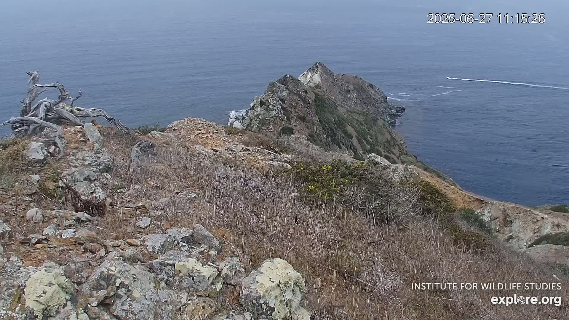 Santa Catalina Island  West End Bald Eagle Wildlife & Pasific View Live Cam - West End, Santa Catalina, Los Angeles, California, USA