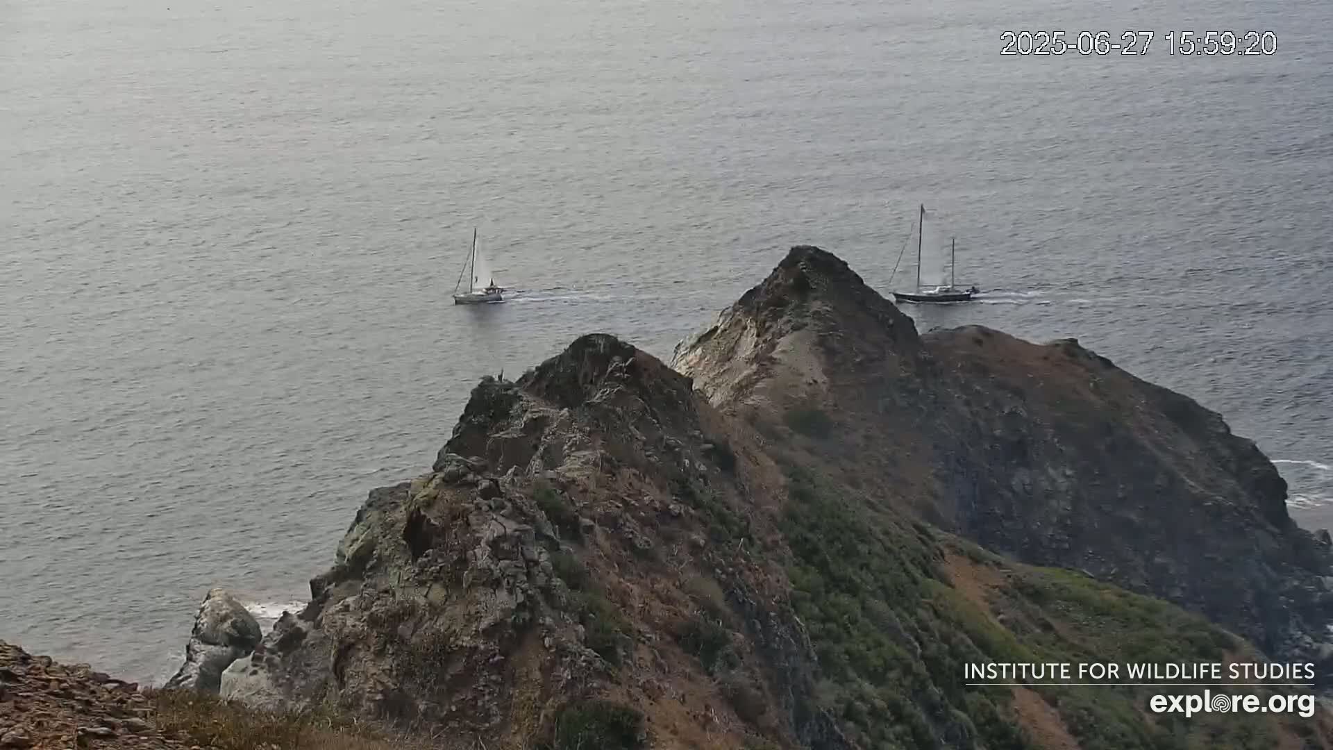 Santa Catalina Island  West End Bald Eagle Wildlife & Pasific View Live Cam - West End, Santa Catalina, Los Angeles, California, USA