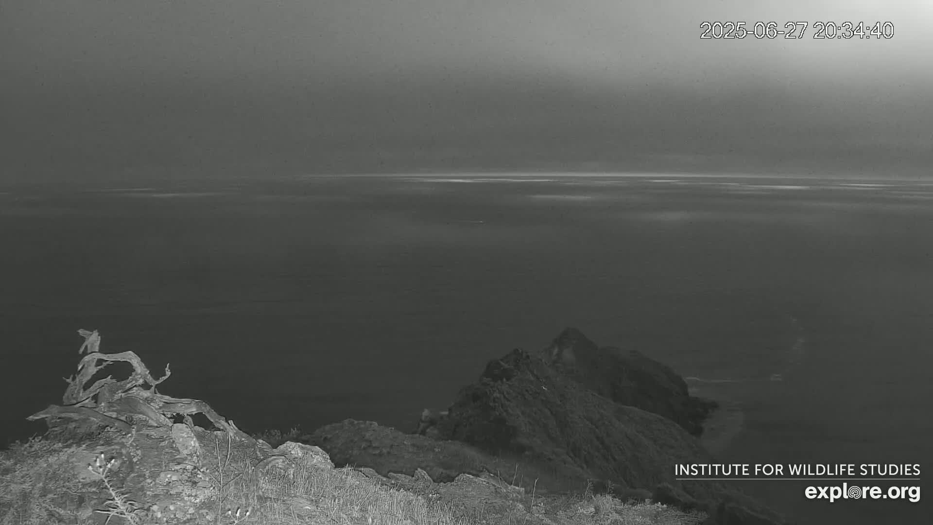Santa Catalina Island  West End Bald Eagle Wildlife & Pasific View Live Cam - West End, Santa Catalina, Los Angeles, California, USA