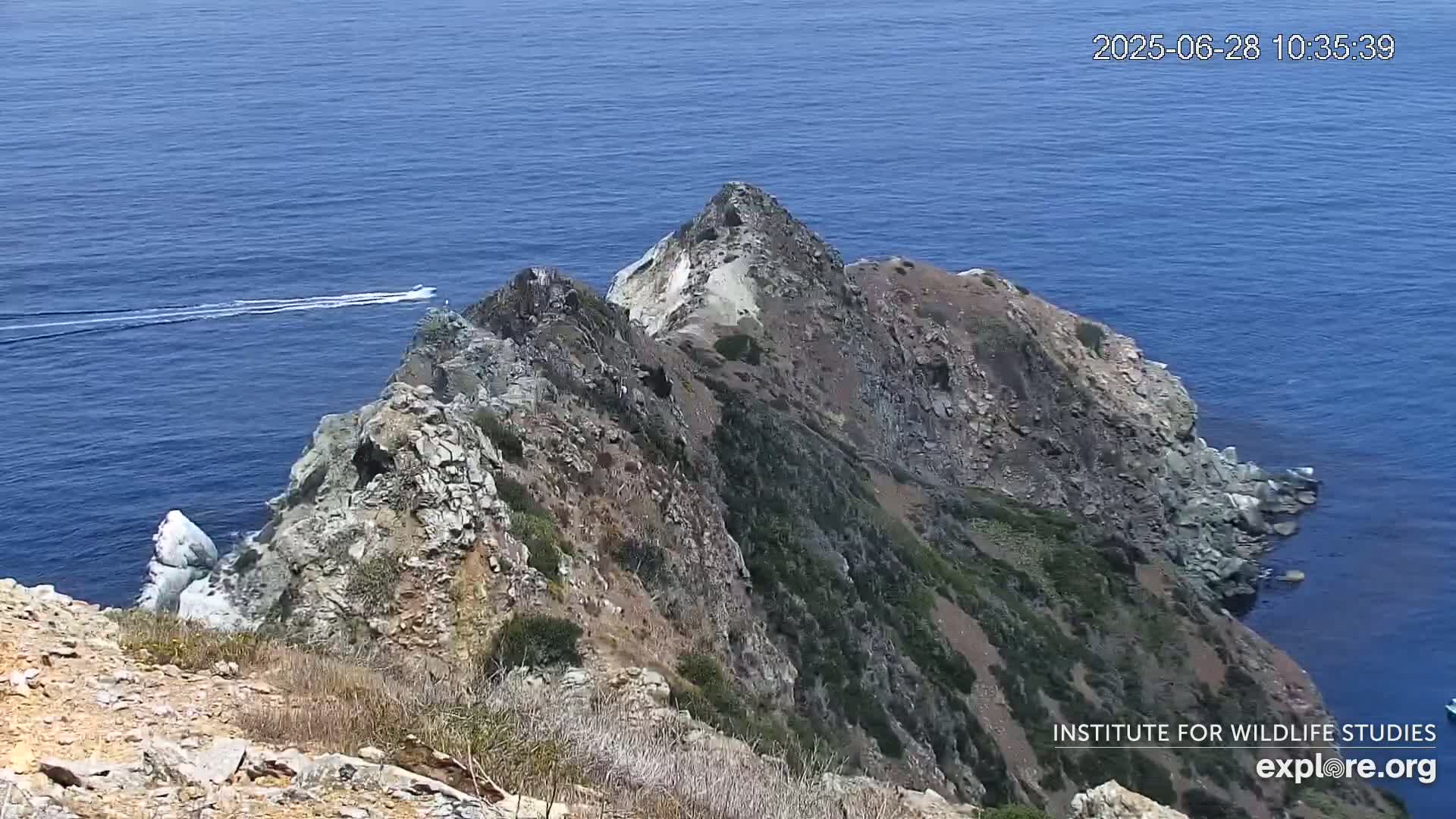 Santa Catalina Island  West End Bald Eagle Wildlife & Pasific View Live Cam - West End, Santa Catalina, Los Angeles, California, USA
