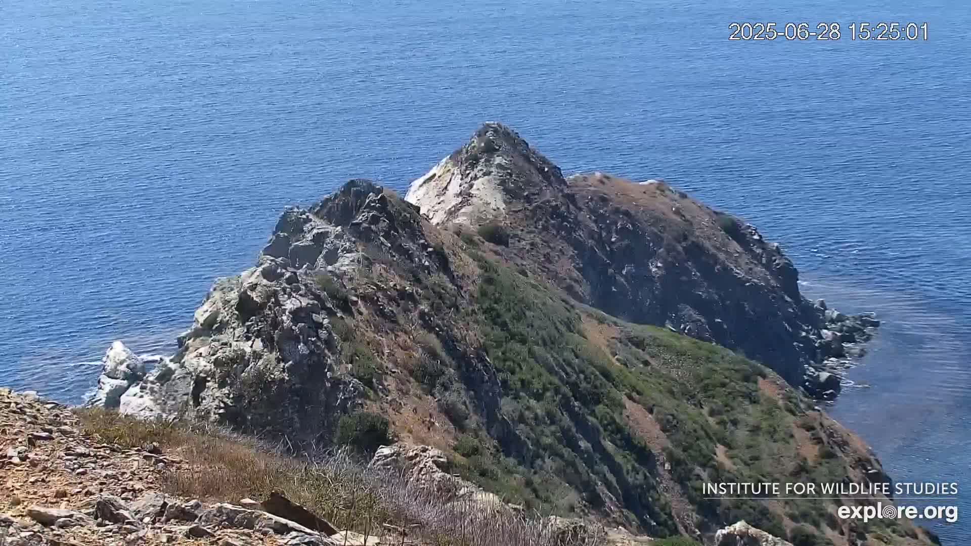 Santa Catalina Island  West End Bald Eagle Wildlife & Pasific View Live Cam - West End, Santa Catalina, Los Angeles, California, USA