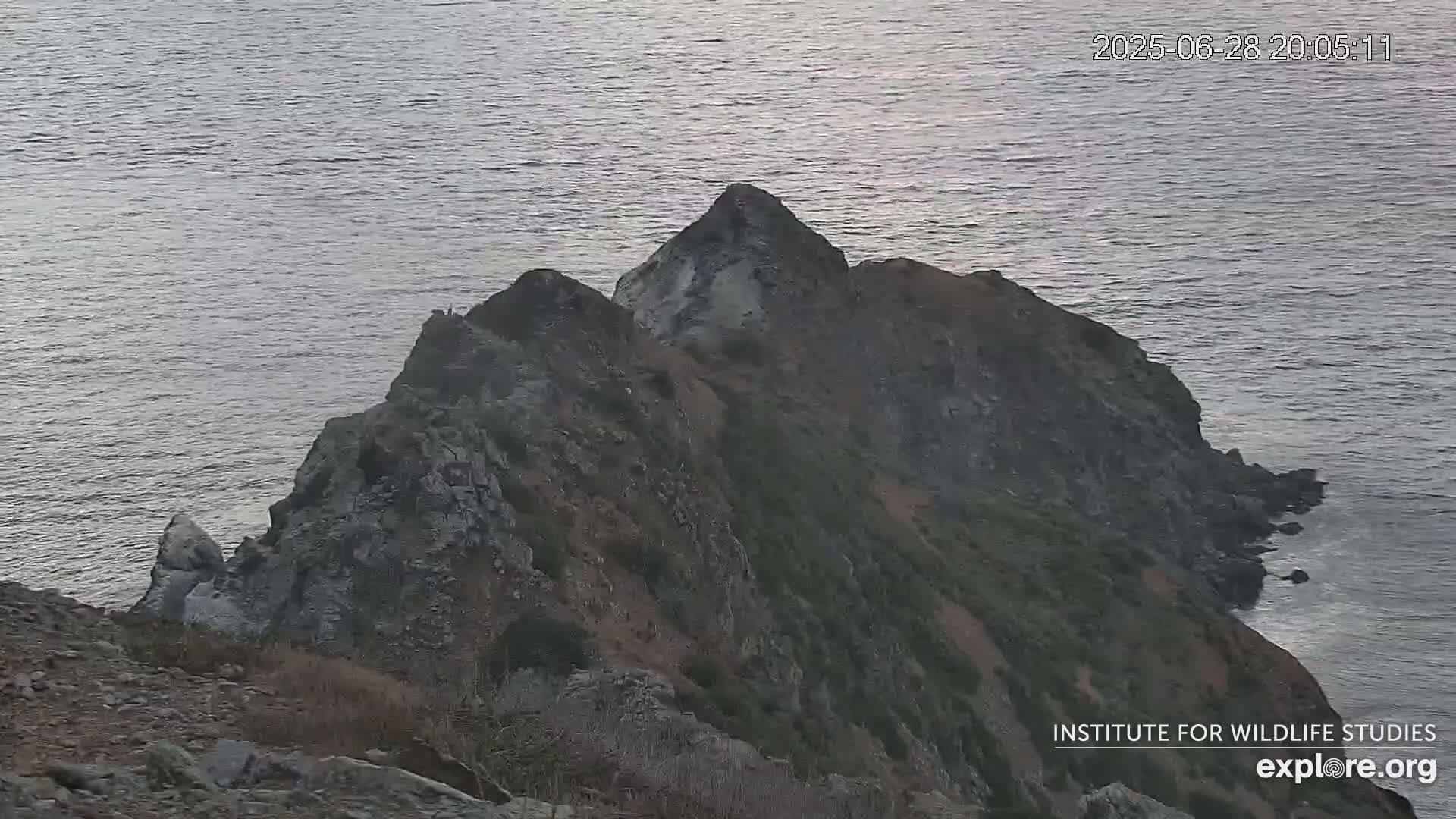 Santa Catalina Island  West End Bald Eagle Wildlife & Pasific View Live Cam - West End, Santa Catalina, Los Angeles, California, USA