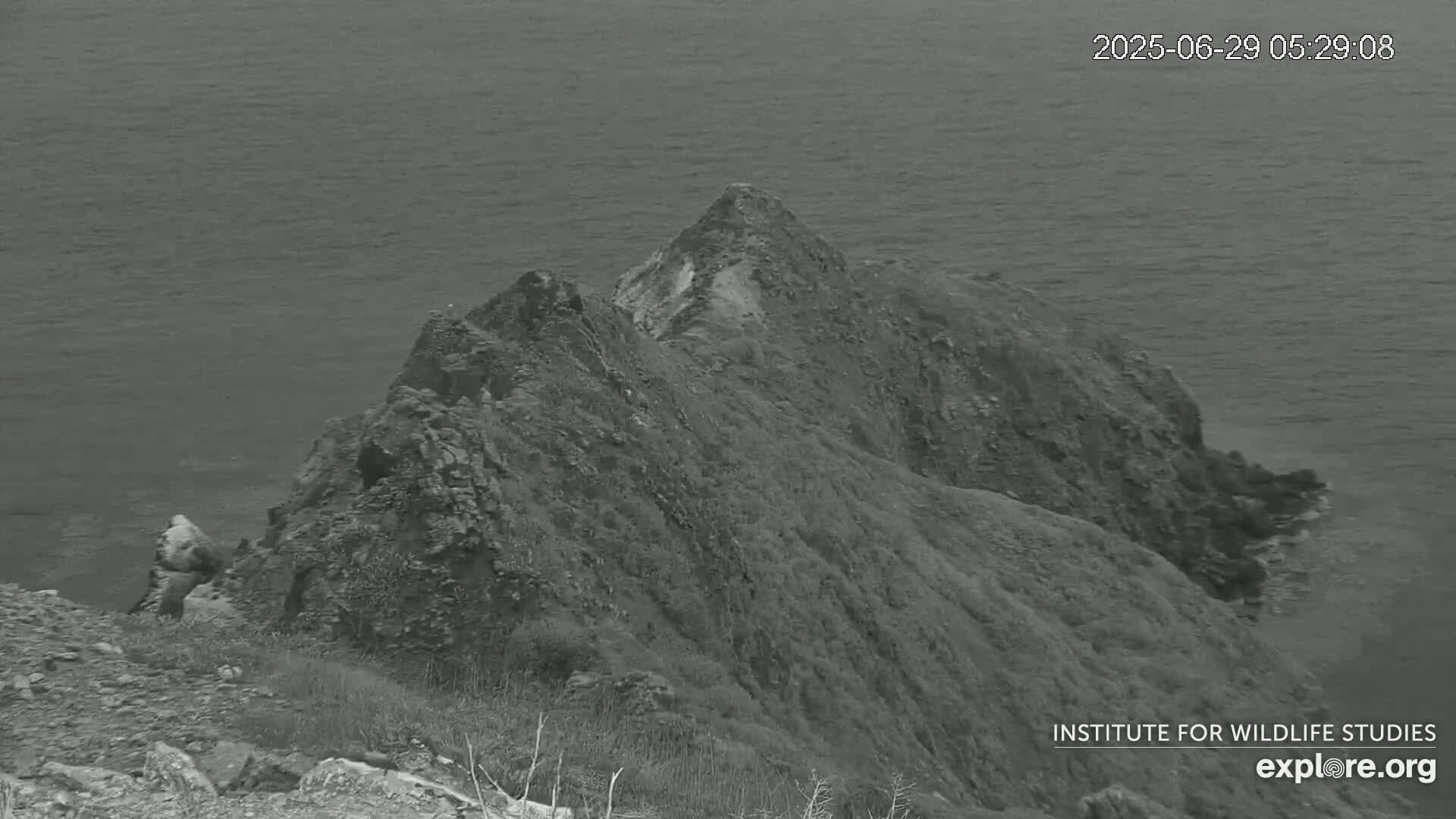 Santa Catalina Island  West End Bald Eagle Wildlife & Pasific View Live Cam - West End, Santa Catalina, Los Angeles, California, USA