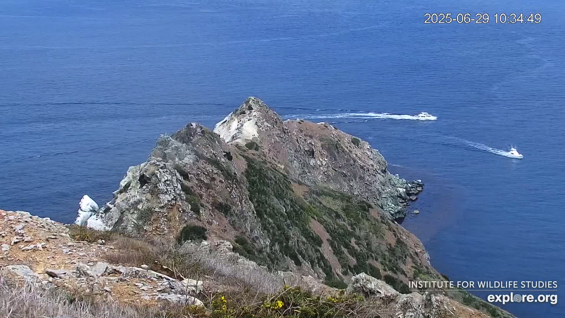 Santa Catalina Island  West End Bald Eagle Wildlife & Pasific View Live Cam - West End, Santa Catalina, Los Angeles, California, USA