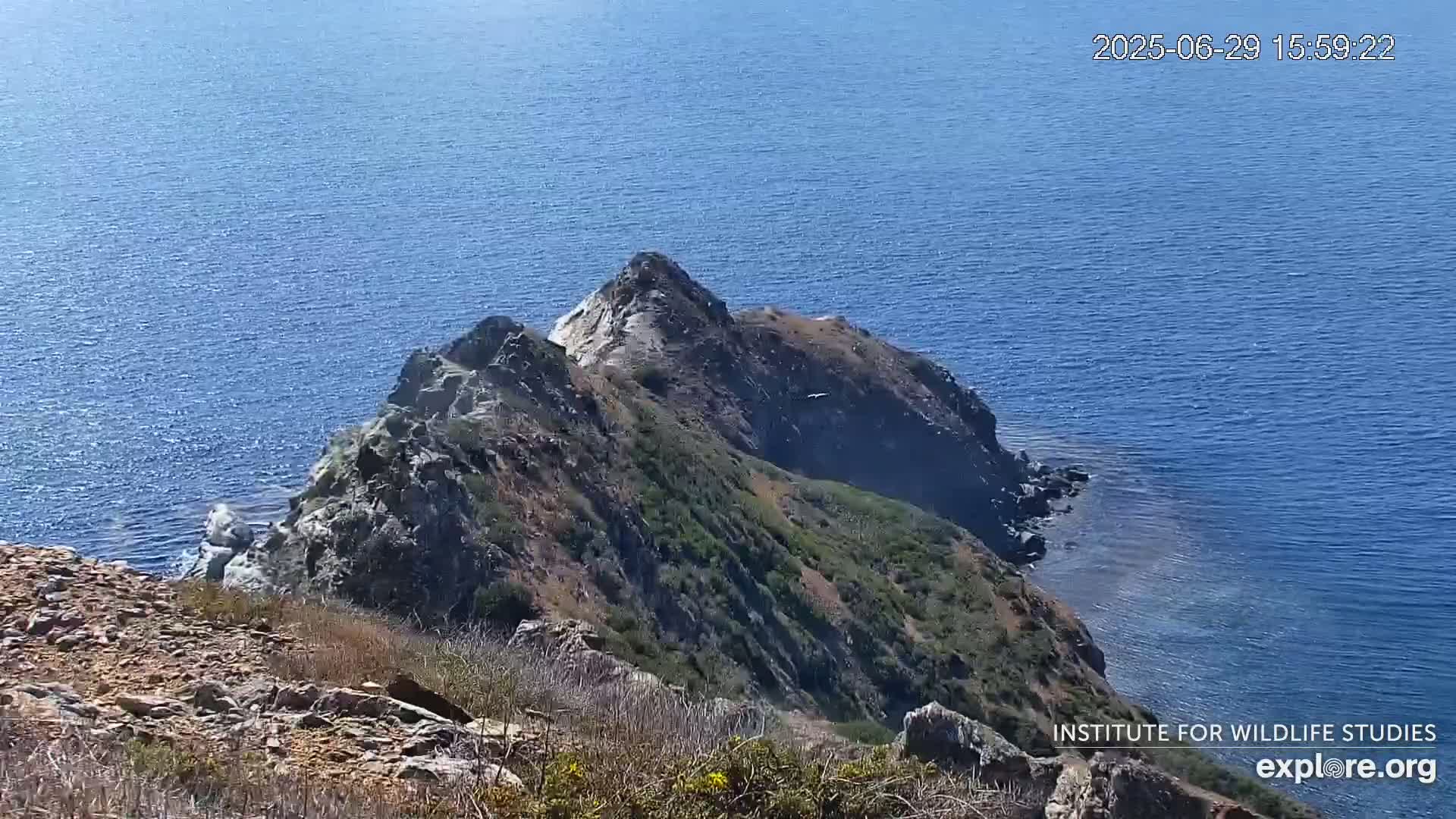 Santa Catalina Island  West End Bald Eagle Wildlife & Pasific View Live Cam - West End, Santa Catalina, Los Angeles, California, USA