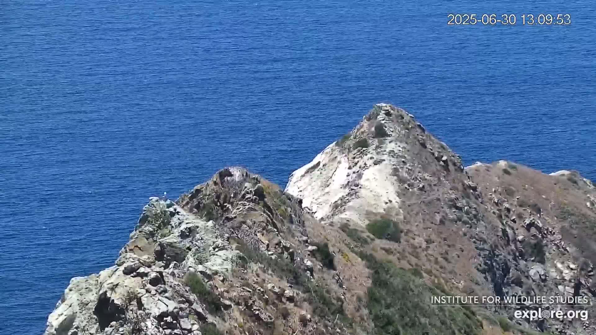 Santa Catalina Island  West End Bald Eagle Wildlife & Pasific View Live Cam - West End, Santa Catalina, Los Angeles, California, USA