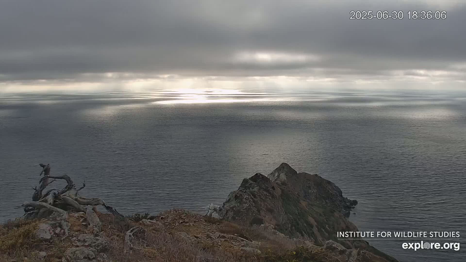 Santa Catalina Island  West End Bald Eagle Wildlife & Pasific View Live Cam - West End, Santa Catalina, Los Angeles, California, USA