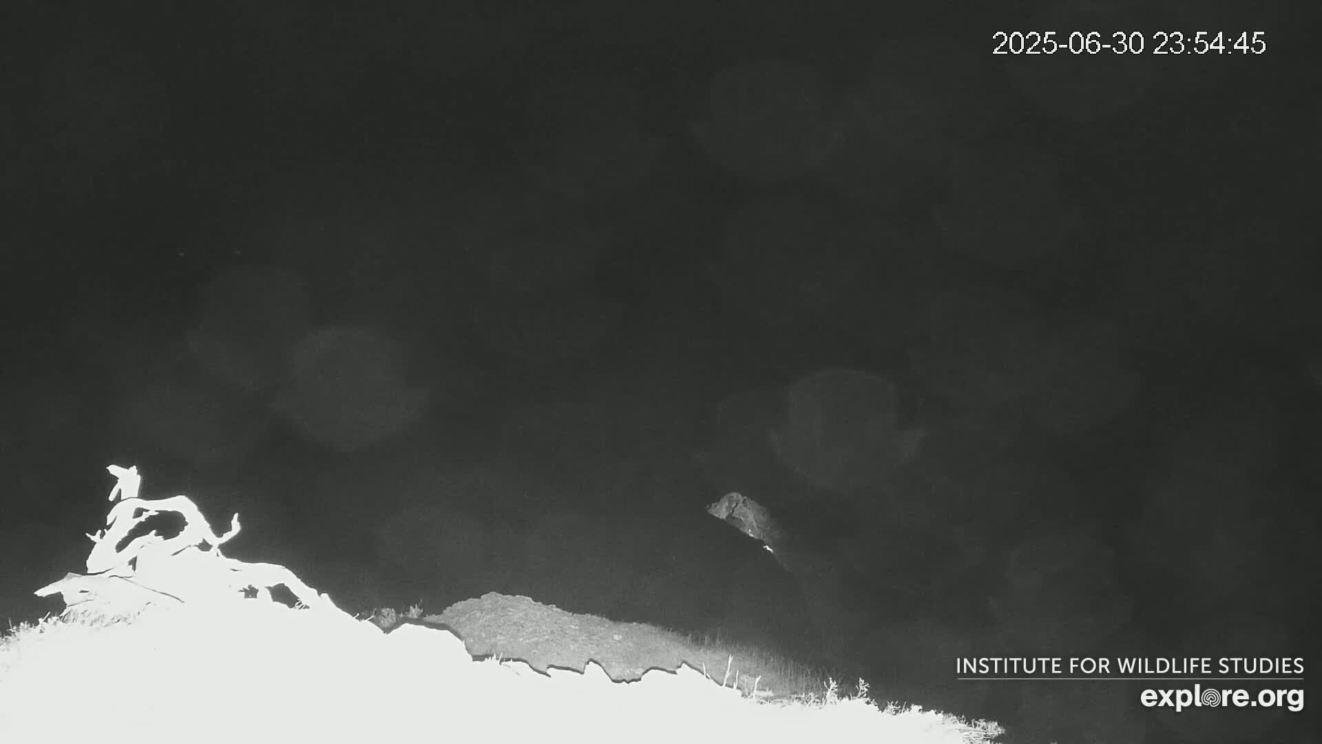 Santa Catalina Island  West End Bald Eagle Wildlife & Pasific View Live Cam - West End, Santa Catalina, Los Angeles, California, USA