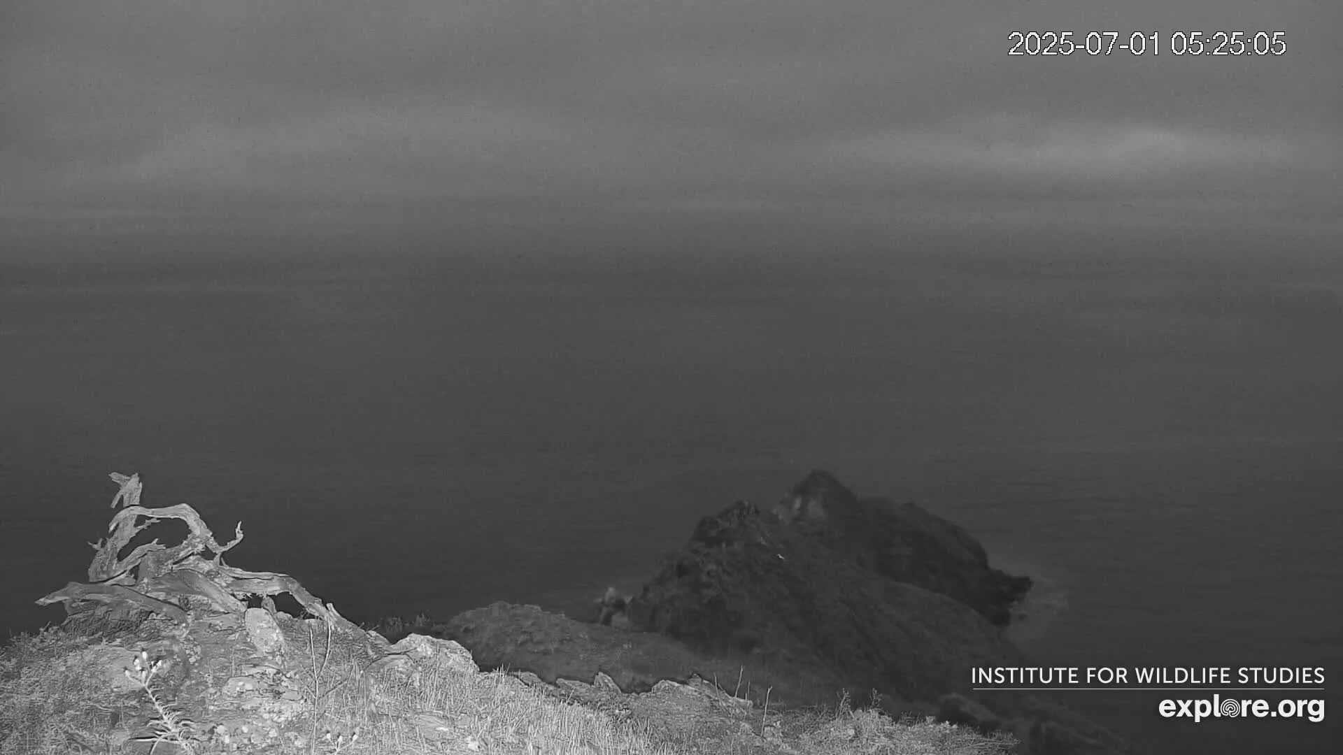 Santa Catalina Island  West End Bald Eagle Wildlife & Pasific View Live Cam - West End, Santa Catalina, Los Angeles, California, USA