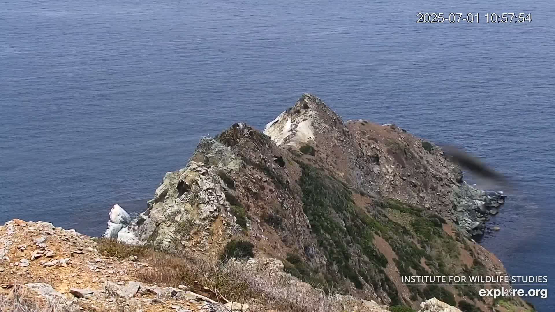 Santa Catalina Island  West End Bald Eagle Wildlife & Pasific View Live Cam - West End, Santa Catalina, Los Angeles, California, USA