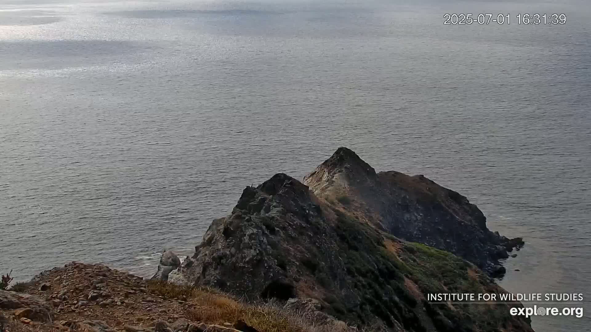 Santa Catalina Island  West End Bald Eagle Wildlife & Pasific View Live Cam - West End, Santa Catalina, Los Angeles, California, USA