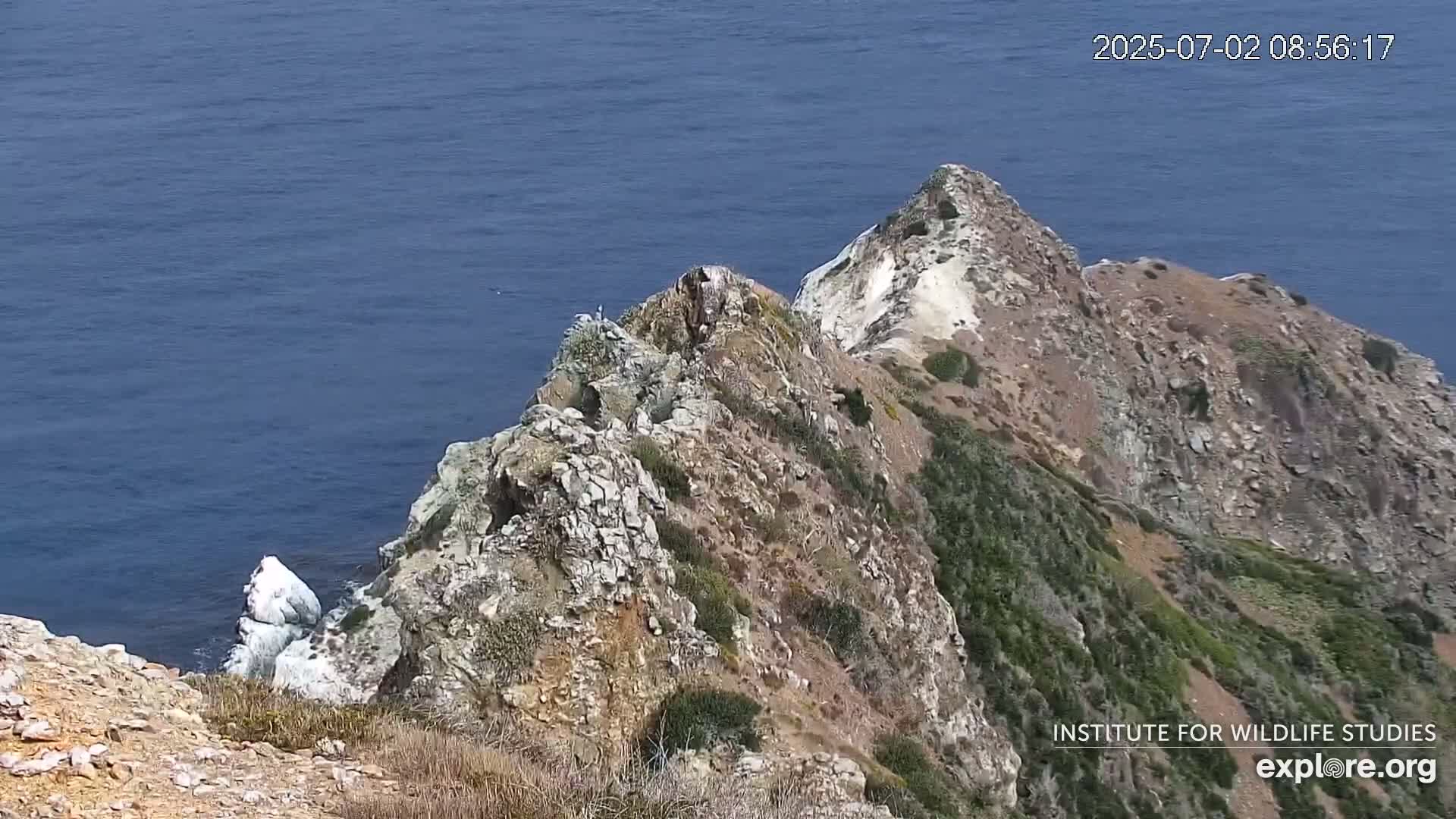 Santa Catalina Island  West End Bald Eagle Wildlife & Pasific View Live Cam - West End, Santa Catalina, Los Angeles, California, USA