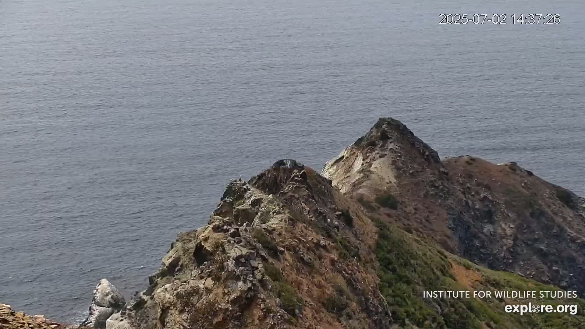 Santa Catalina Island  West End Bald Eagle Wildlife & Pasific View Live Cam - West End, Santa Catalina, Los Angeles, California, USA