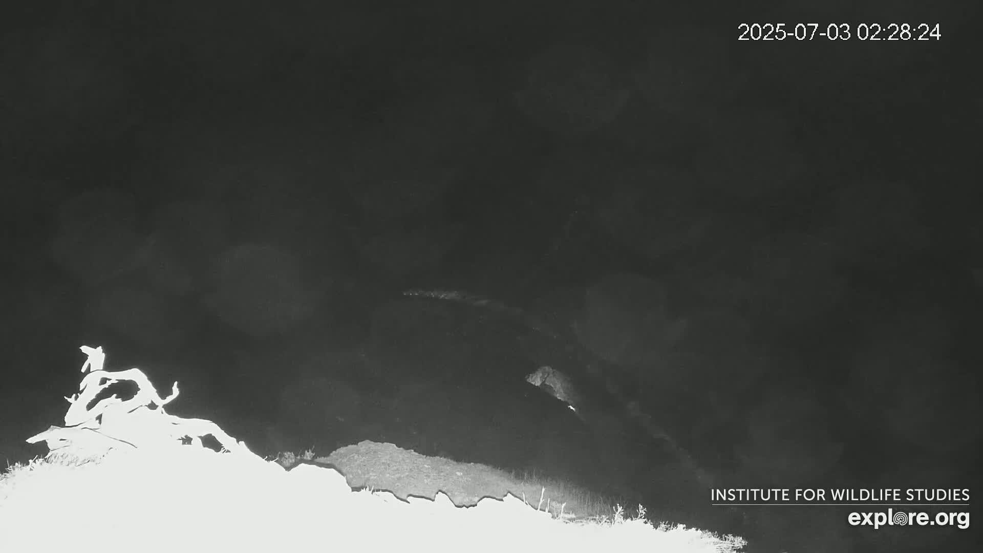 Santa Catalina Island  West End Bald Eagle Wildlife & Pasific View Live Cam - West End, Santa Catalina, Los Angeles, California, USA