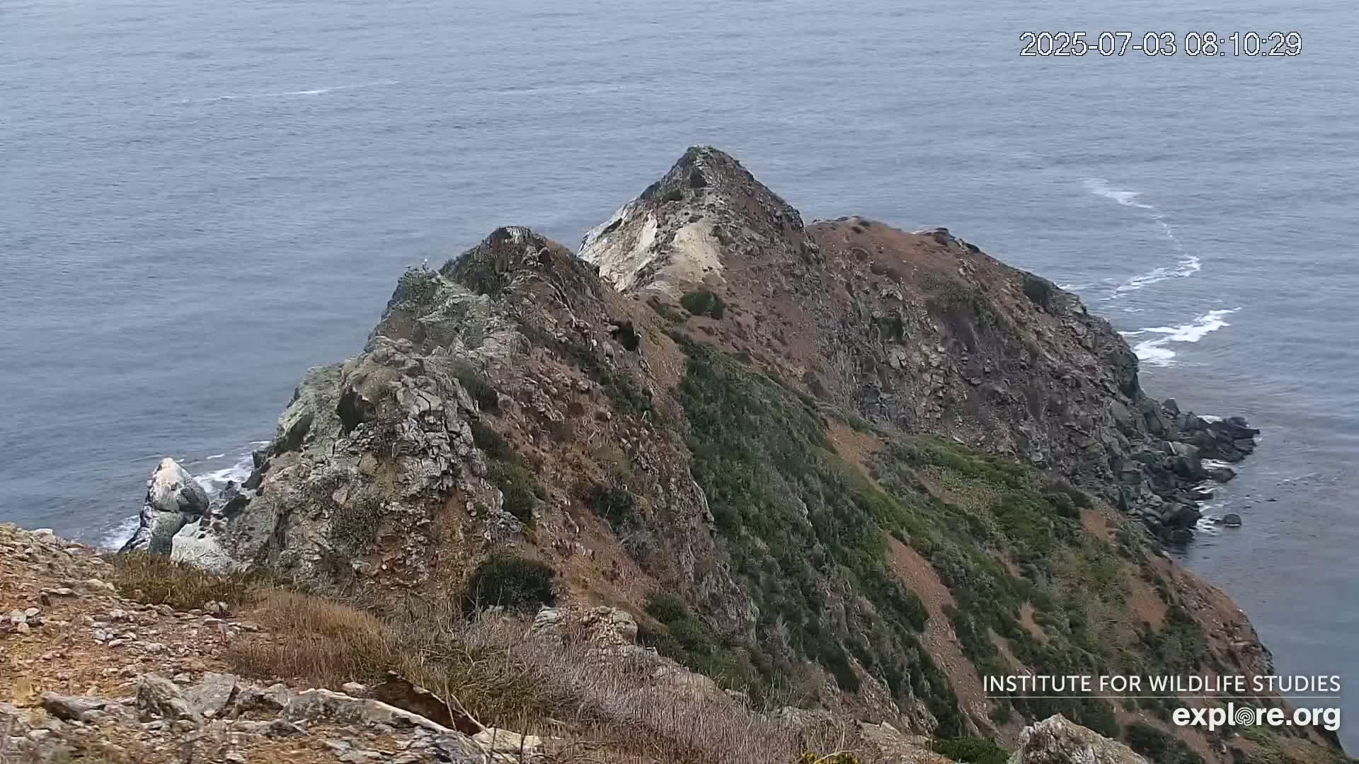 Santa Catalina Island  West End Bald Eagle Wildlife & Pasific View Live Cam - West End, Santa Catalina, Los Angeles, California, USA