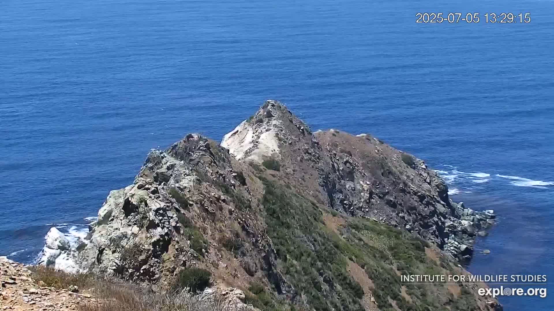 Santa Catalina Island  West End Bald Eagle Wildlife & Pasific View Live Cam - West End, Santa Catalina, Los Angeles, California, USA