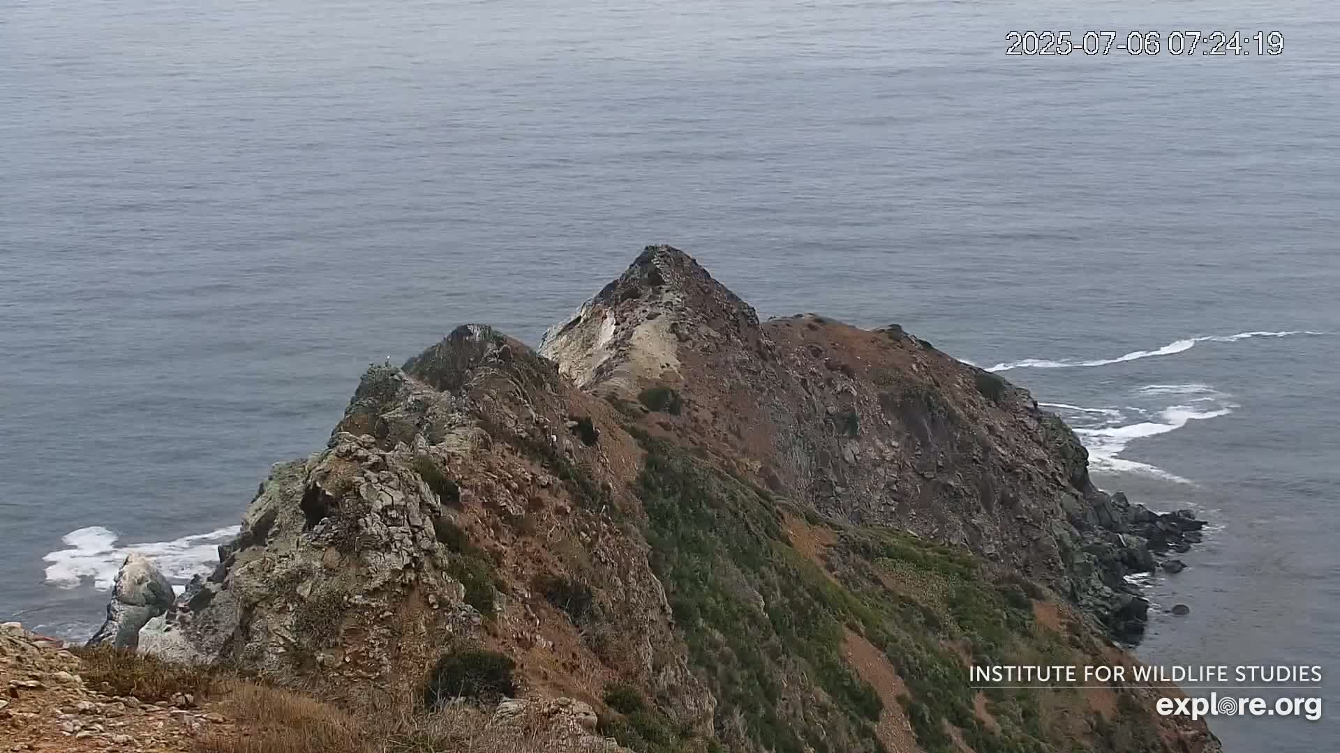 Santa Catalina Island  West End Bald Eagle Wildlife & Pasific View Live Cam - West End, Santa Catalina, Los Angeles, California, USA
