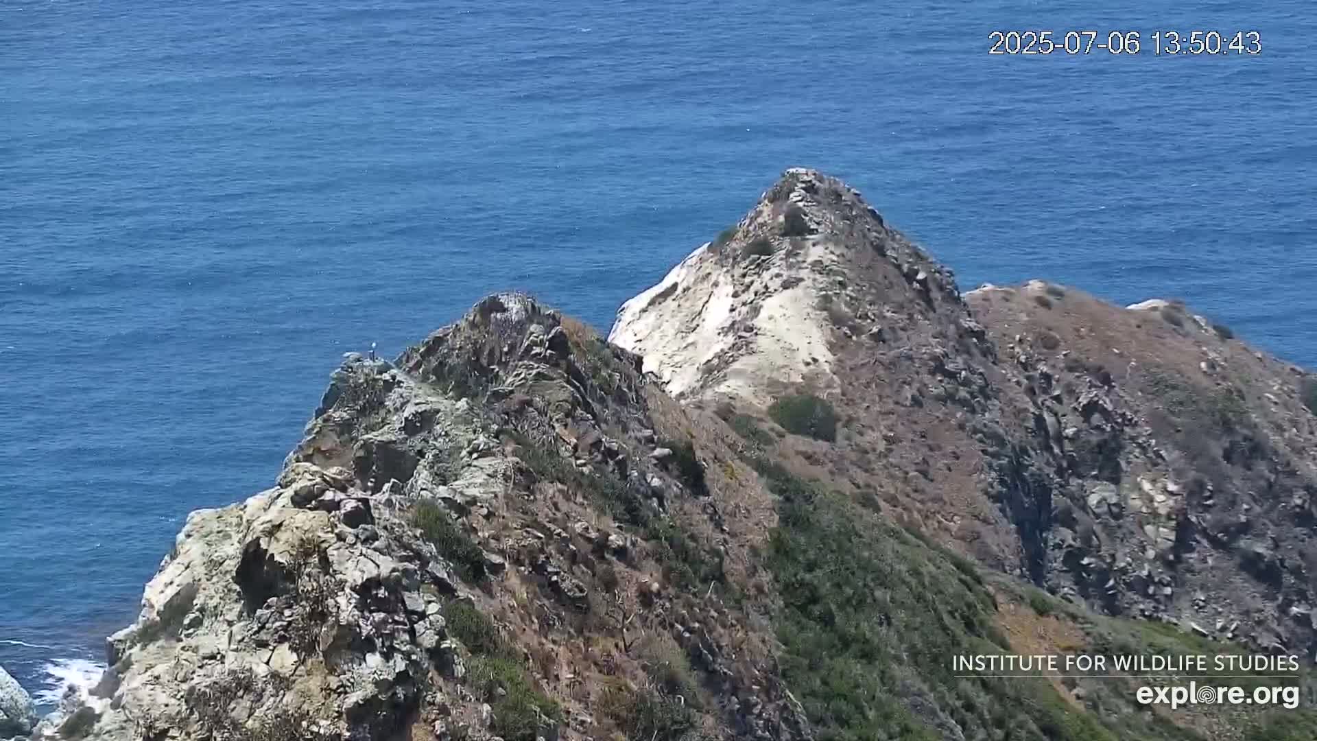Santa Catalina Island  West End Bald Eagle Wildlife & Pasific View Live Cam - West End, Santa Catalina, Los Angeles, California, USA