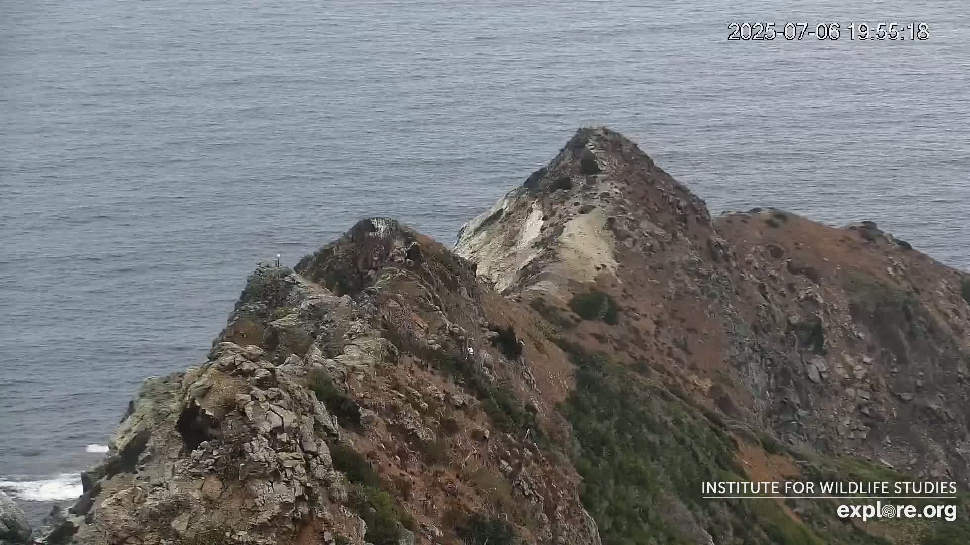 Santa Catalina Island  West End Bald Eagle Wildlife & Pasific View Live Cam - West End, Santa Catalina, Los Angeles, California, USA