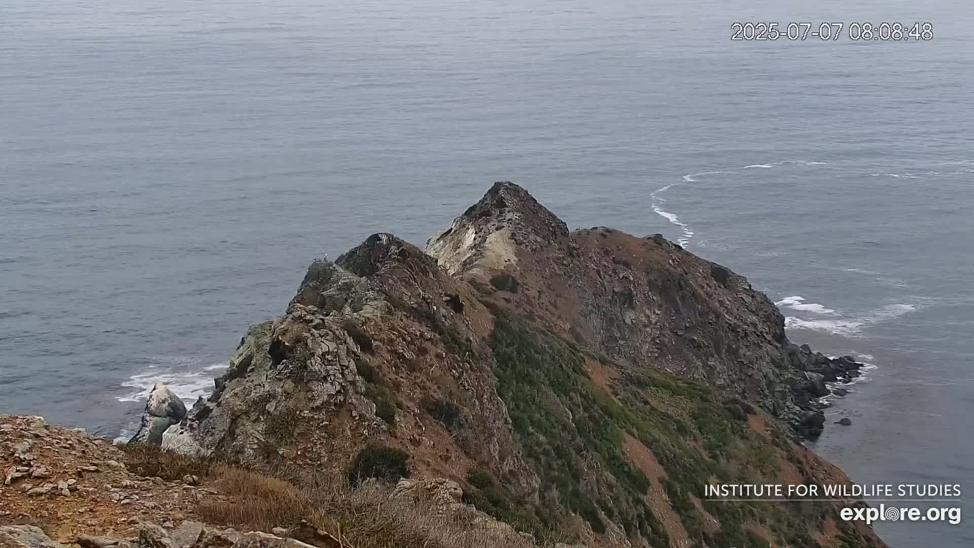 Santa Catalina Island  West End Bald Eagle Wildlife & Pasific View Live Cam - West End, Santa Catalina, Los Angeles, California, USA