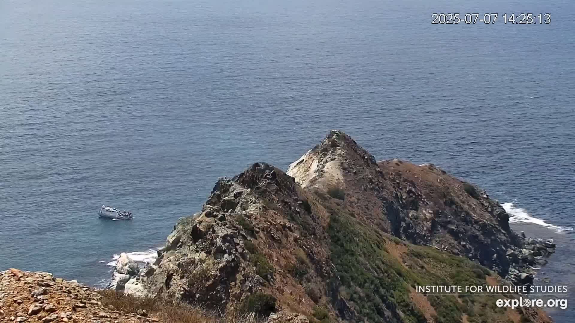 Santa Catalina Island  West End Bald Eagle Wildlife & Pasific View Live Cam - West End, Santa Catalina, Los Angeles, California, USA
