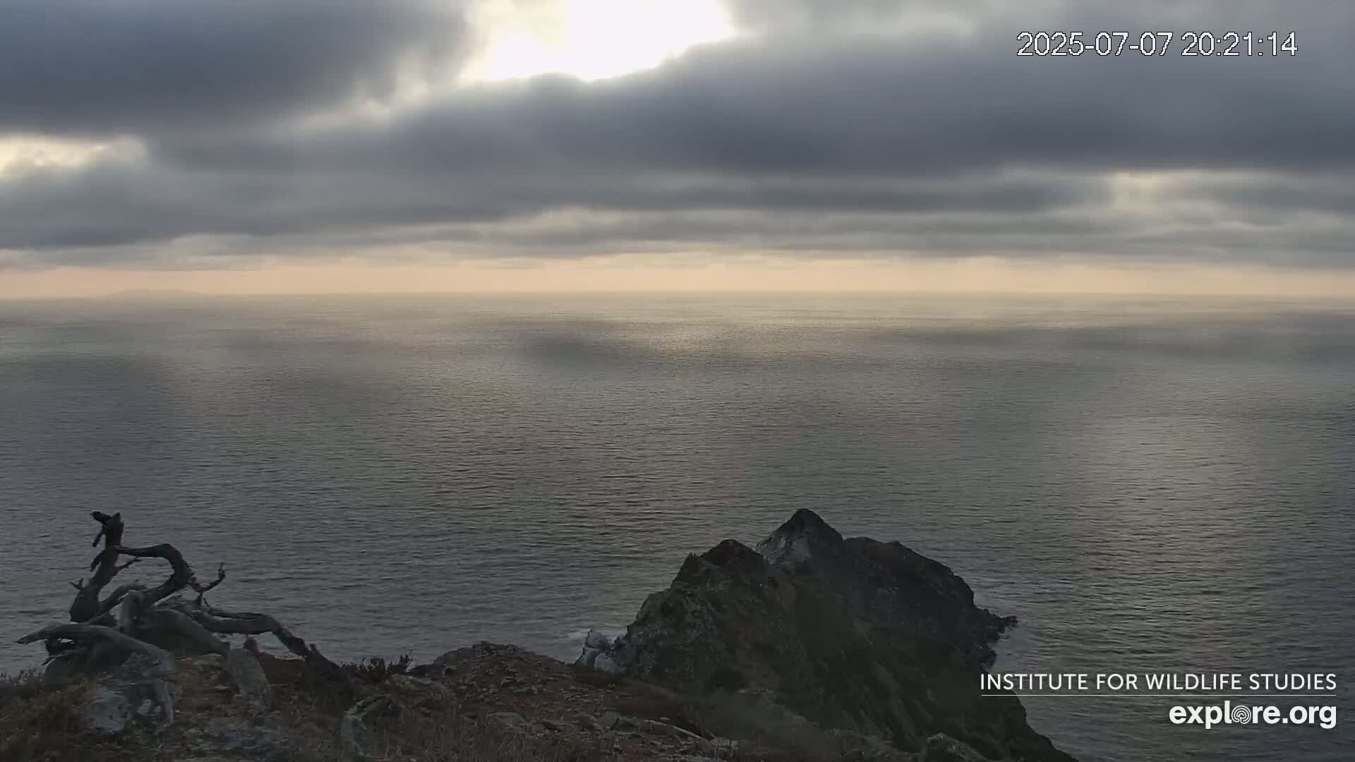 Santa Catalina Island  West End Bald Eagle Wildlife & Pasific View Live Cam - West End, Santa Catalina, Los Angeles, California, USA