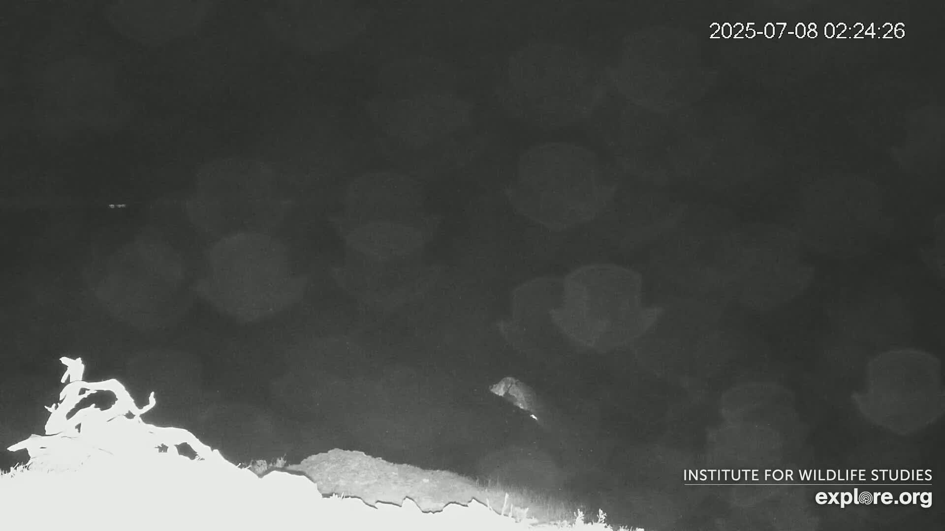 Santa Catalina Island  West End Bald Eagle Wildlife & Pasific View Live Cam - West End, Santa Catalina, Los Angeles, California, USA